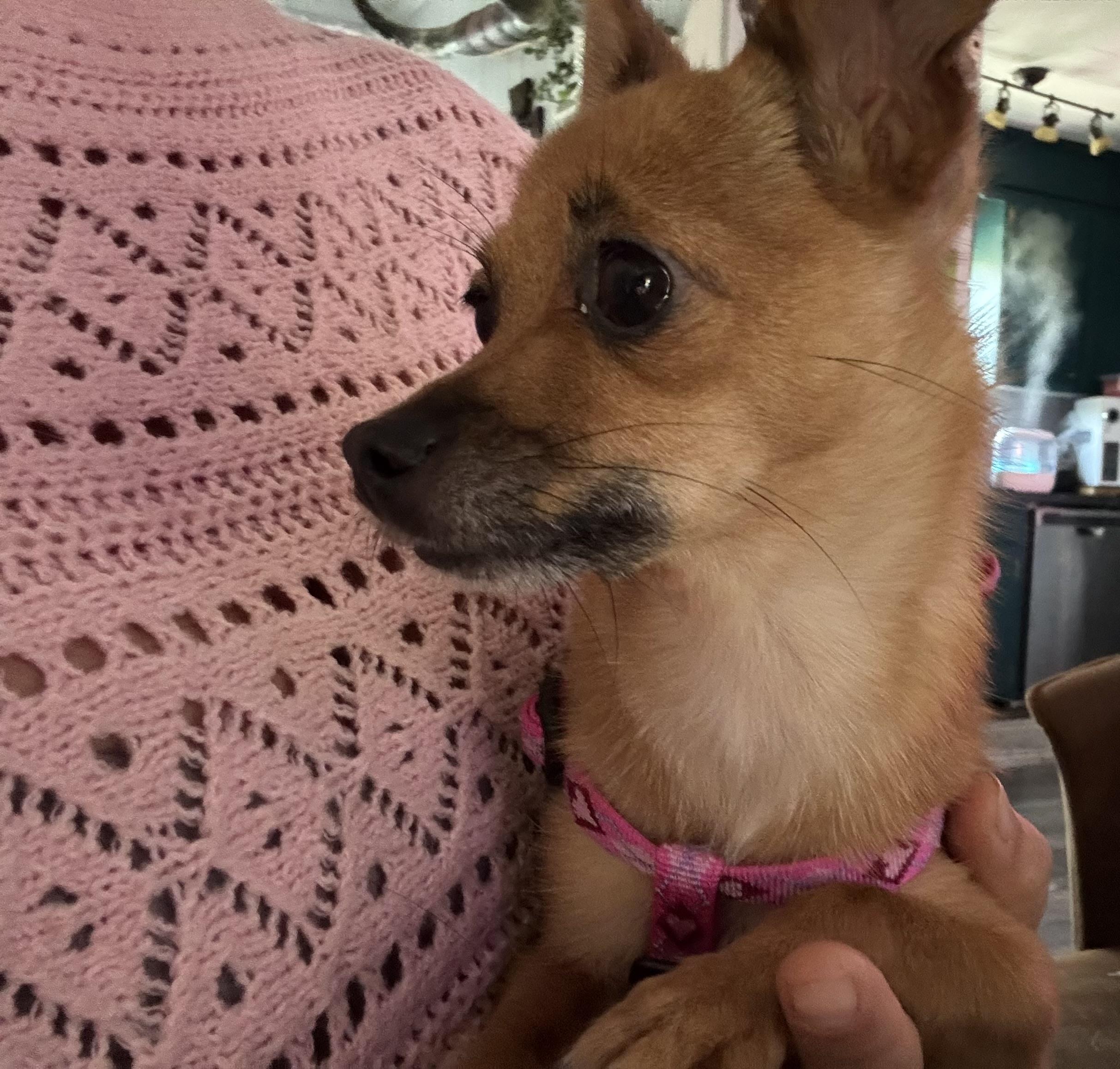 Enlarge Chloe (4lbs), a Adopted mixed breed in Nashville, TN image 2/5