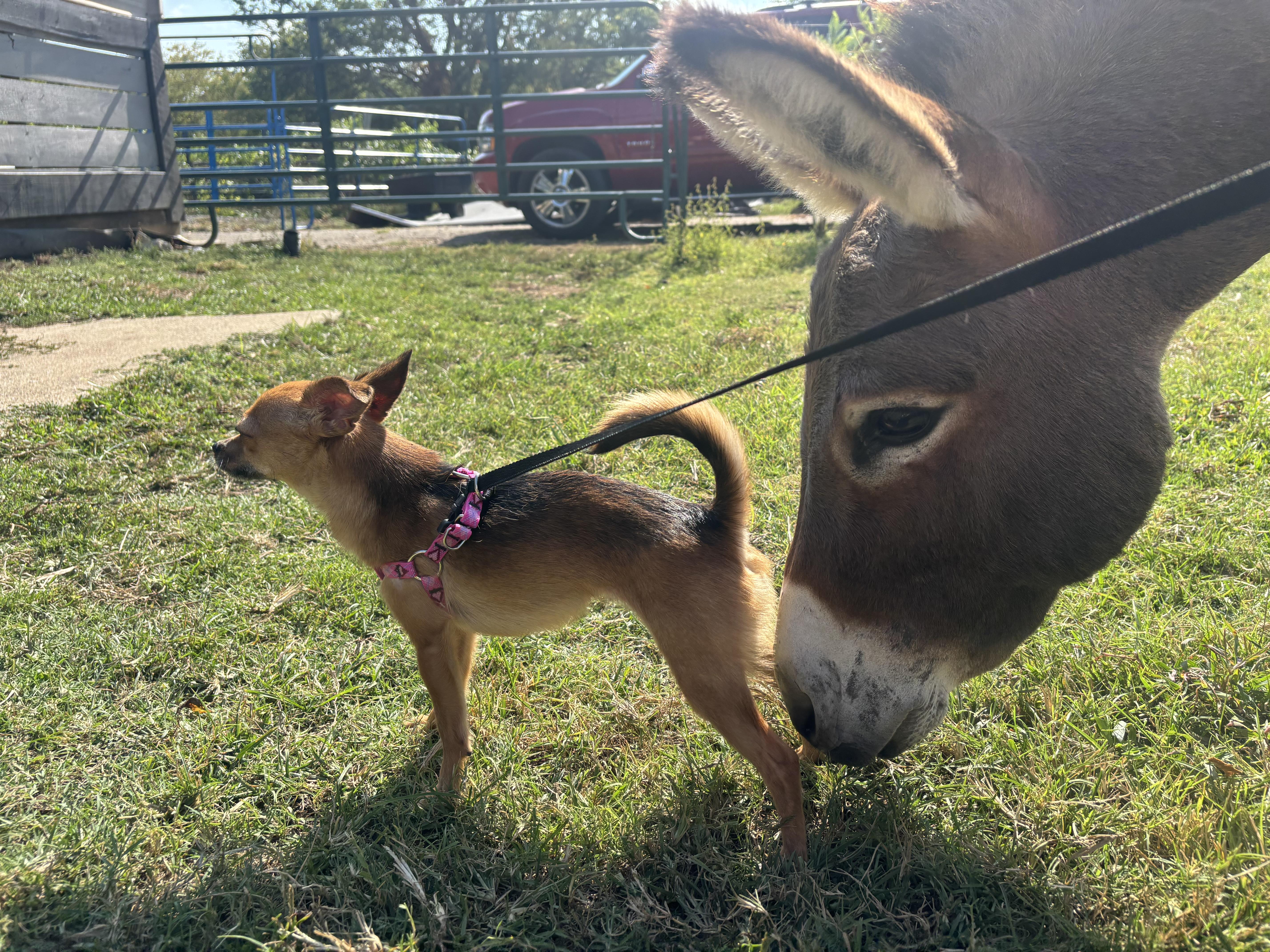 Enlarge Chloe (4lbs), a Adopted mixed breed in Nashville, TN image 3/5