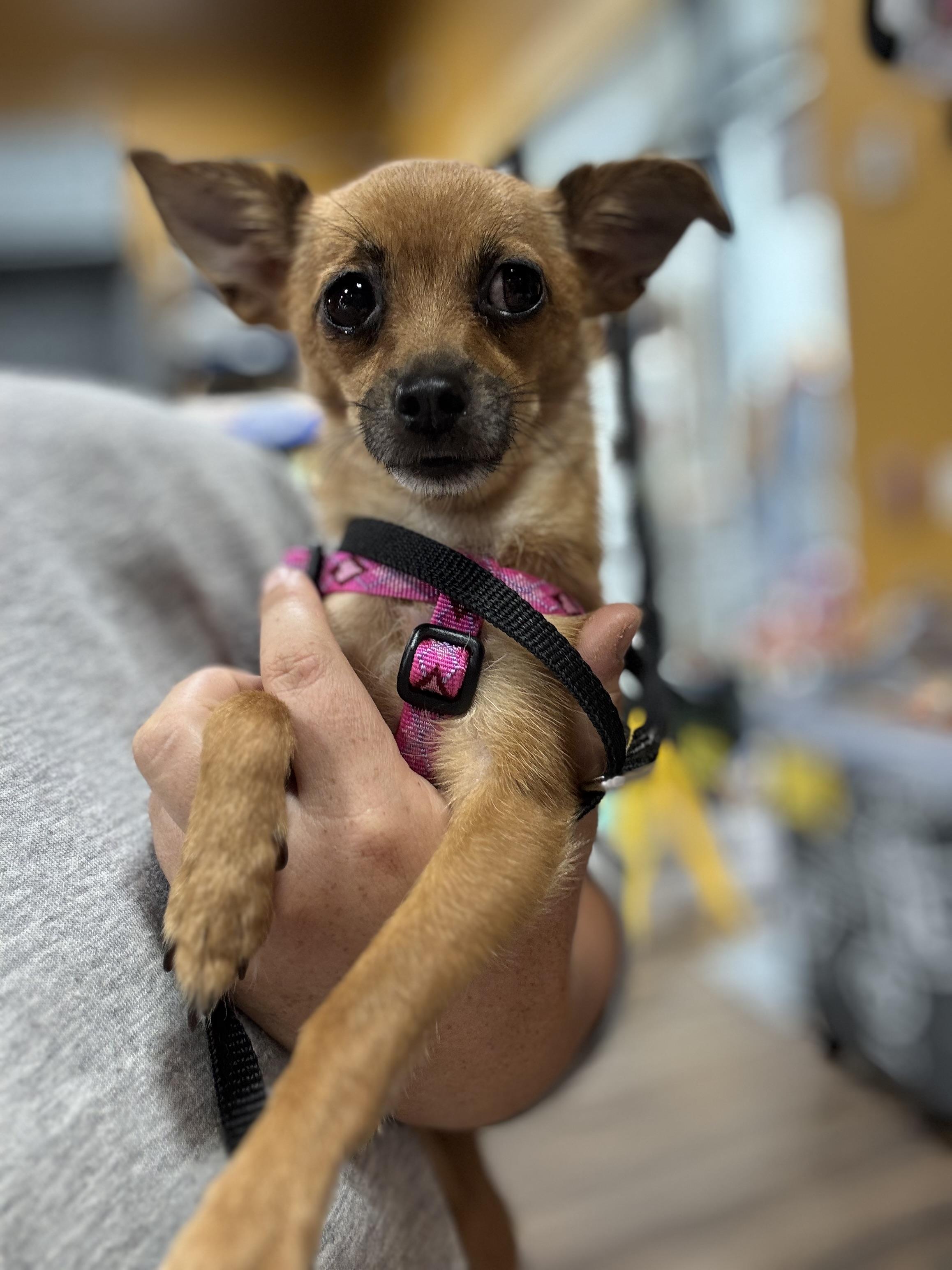 Enlarge Chloe (4lbs), a Adopted mixed breed in Nashville, TN image 4/5