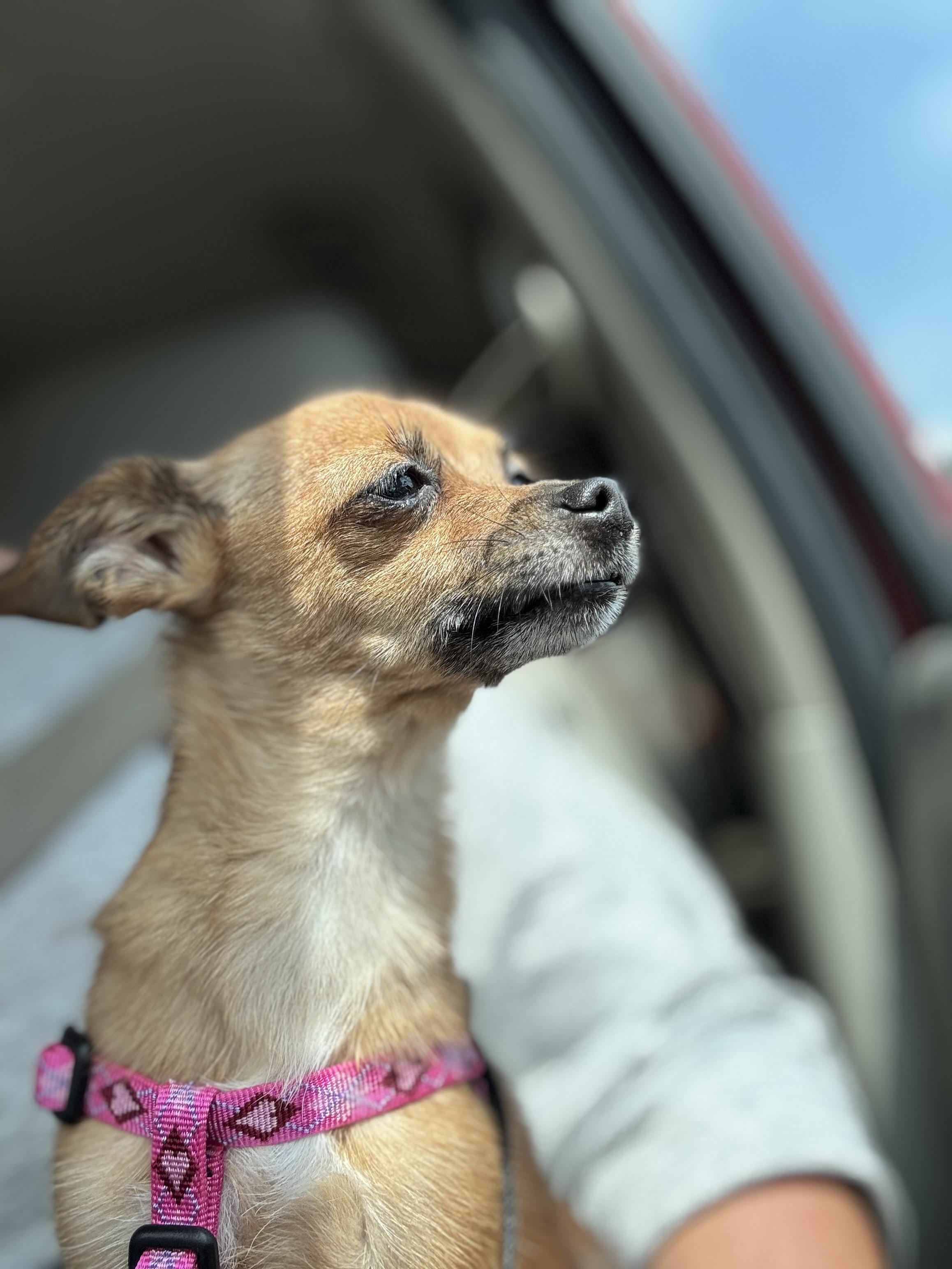 Enlarge Chloe (4lbs), a Adopted mixed breed in Nashville, TN image 5/5