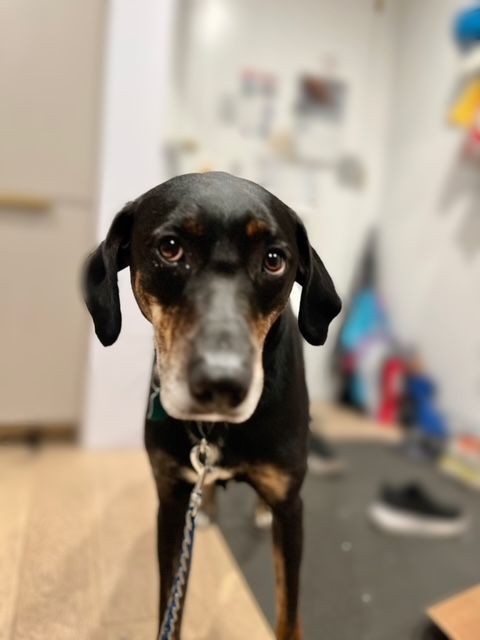 Benny, a Adoptable mixed breed in New York, NY image 1/7