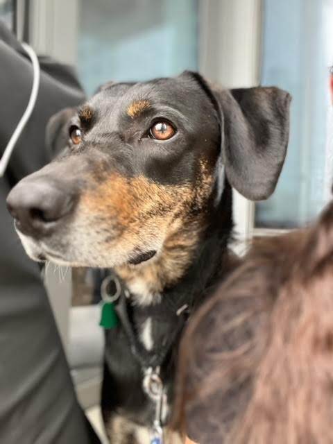 Benny, a Adoptable mixed breed in New York, NY image 2/7