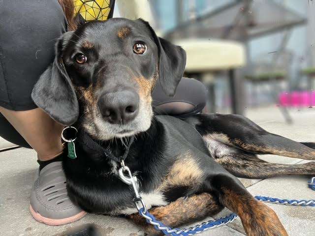 Benny, a Adoptable mixed breed in New York, NY image 3/7