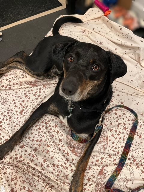 Benny, a Adoptable mixed breed in New York, NY image 4/7