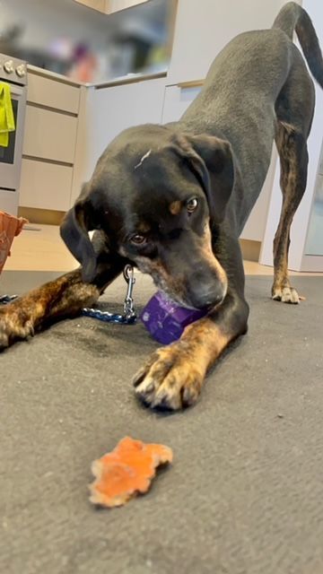 Benny, a Adoptable mixed breed in New York, NY image 5/7