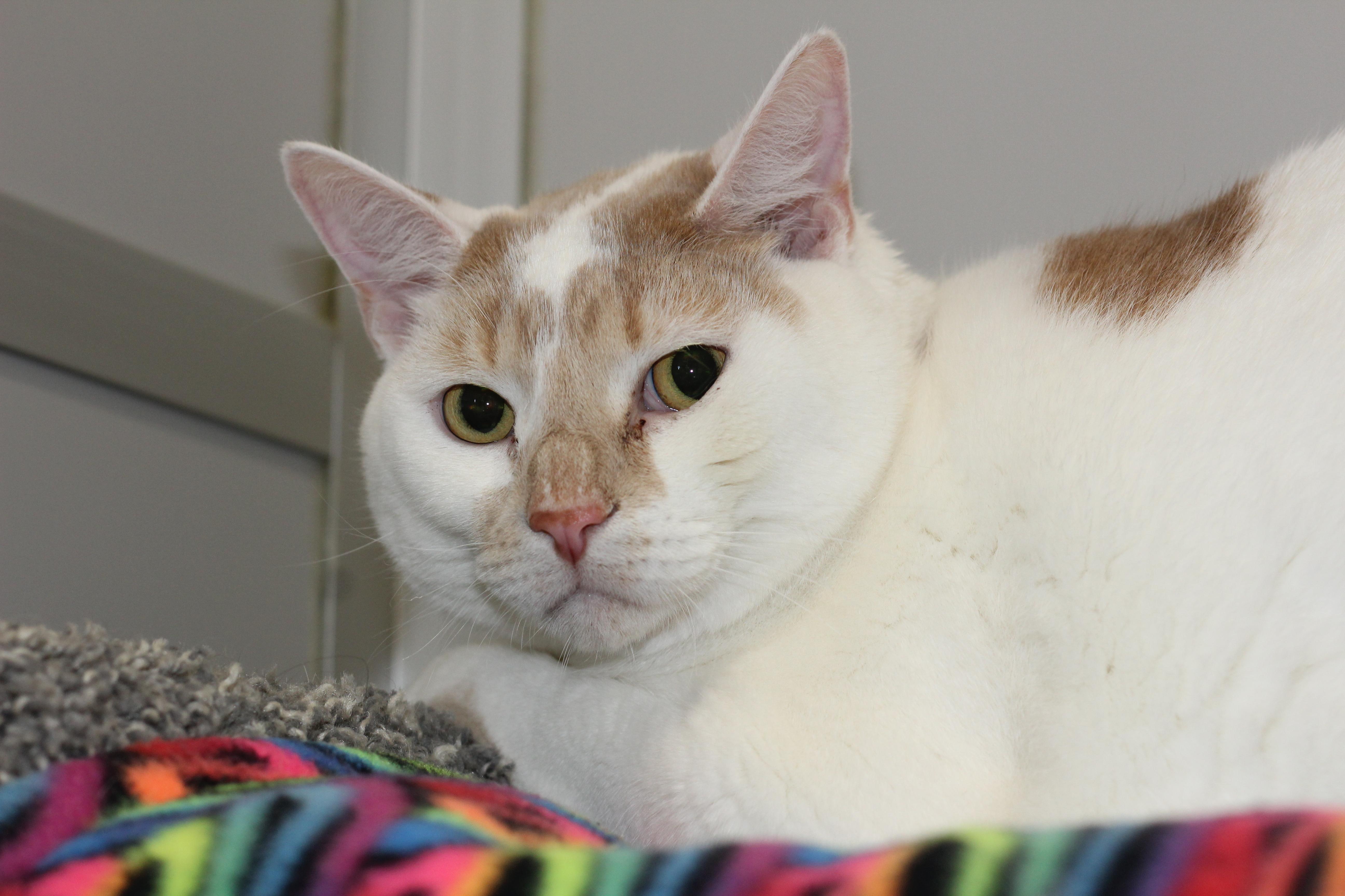 Enlarge Harold, a Adoptable mixed breed in Rockford, IL image 1/1