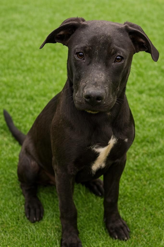 Butterscotch-Adoptable Awaiting S/N, Adoptable, Young Male Retriever.