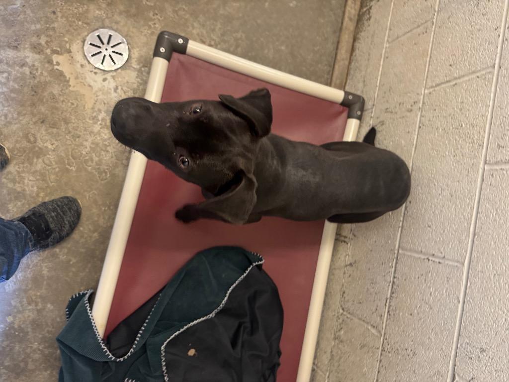 Enlarge Butterscotch-Adoptable Awaiting S/N, a Adoptable Retriever in Chickamauga , GA image 2/2