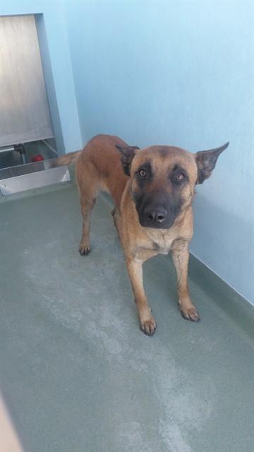 Enlarge ZORRO, a Adoptable Belgian Shepherd / Malinois in Baldwin Park, CA image 1/1
