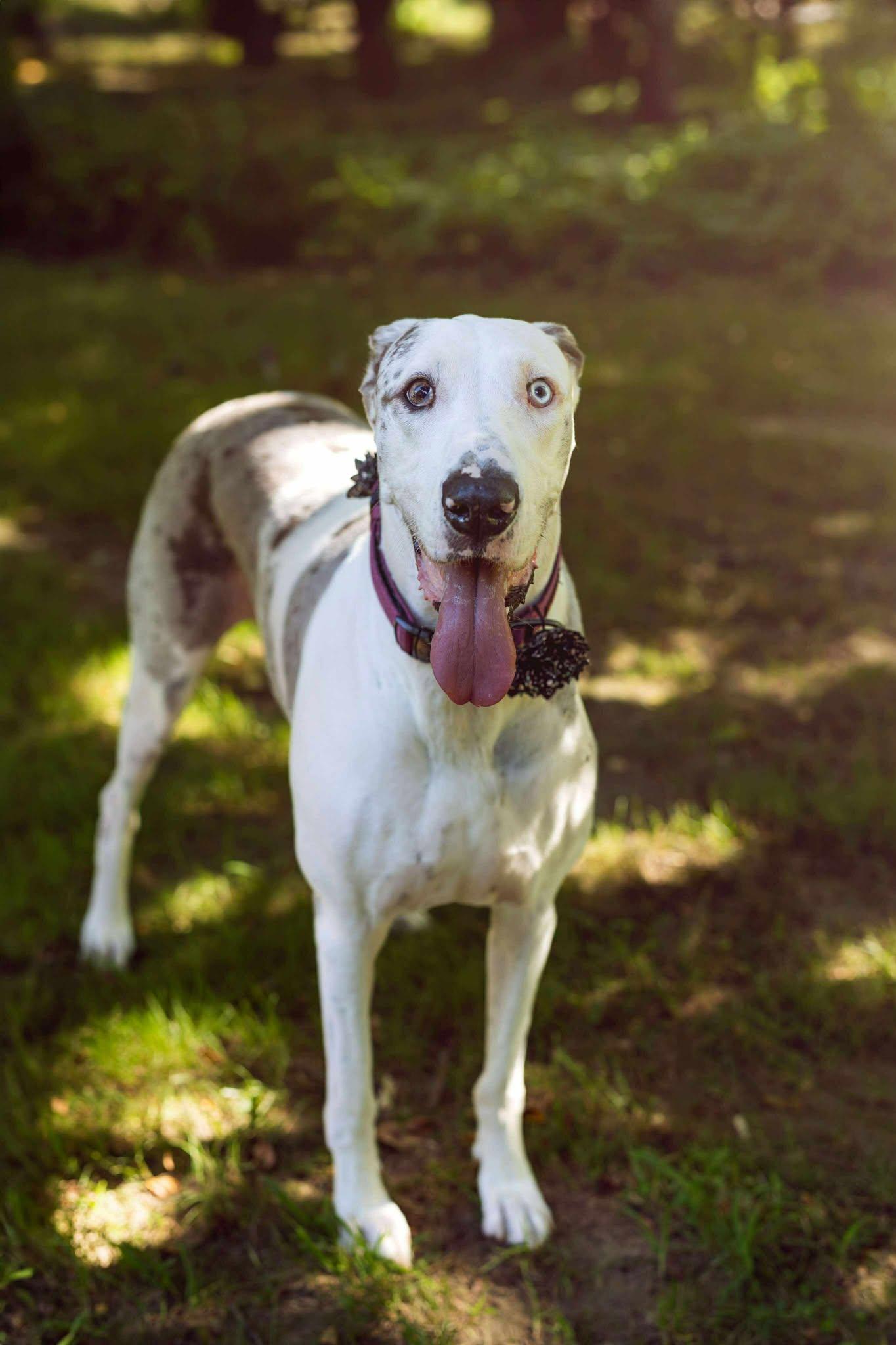 Enlarge Lilly, a Adoptable Great Dane in New York City, NY image 1/6