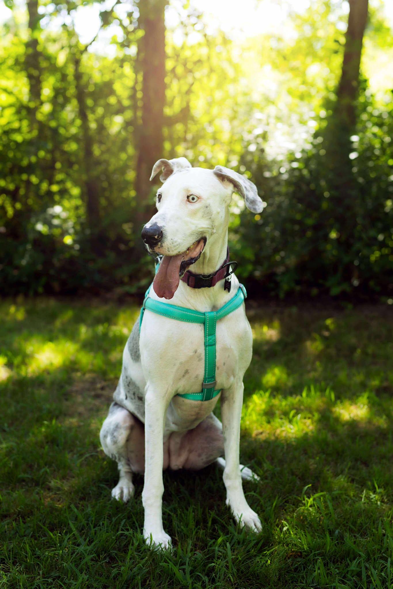 Enlarge Lilly, a Adoptable Great Dane in New York City, NY image 4/6
