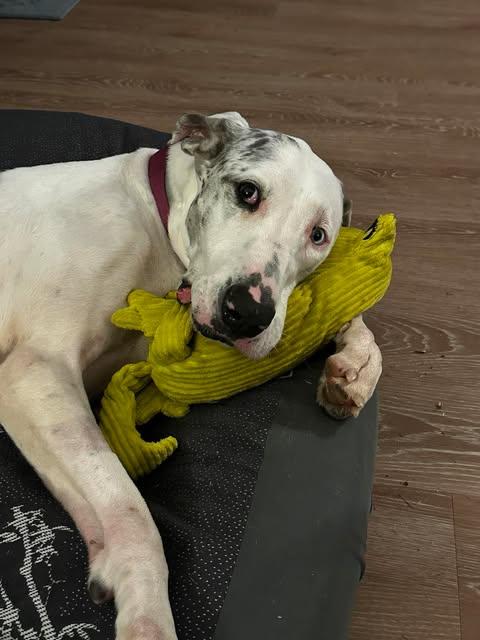 Enlarge Lilly, a Adoptable Great Dane in New York City, NY image 6/6