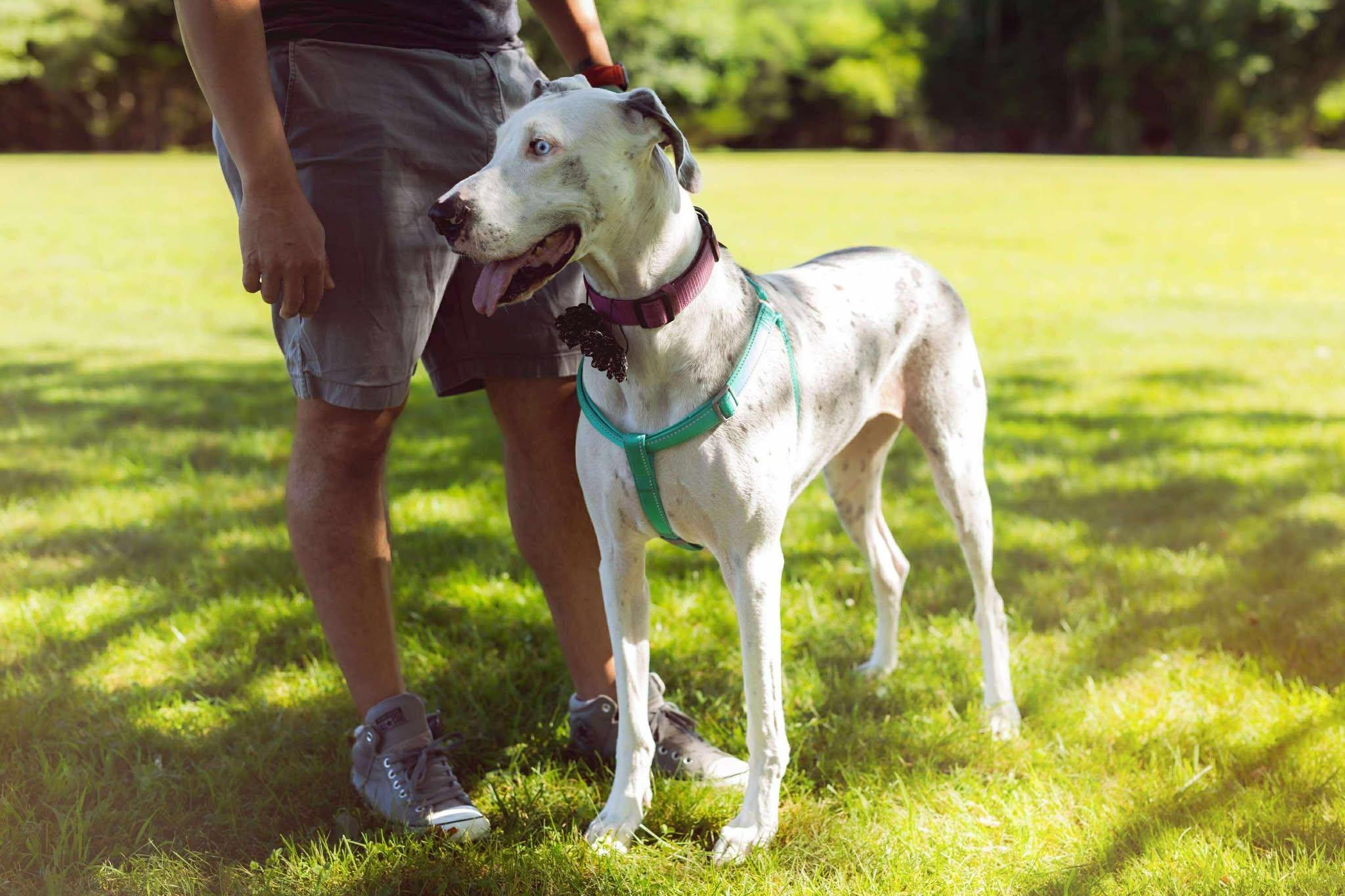 Enlarge Lilly, a Adoptable Great Dane in New York City, NY image 5/6
