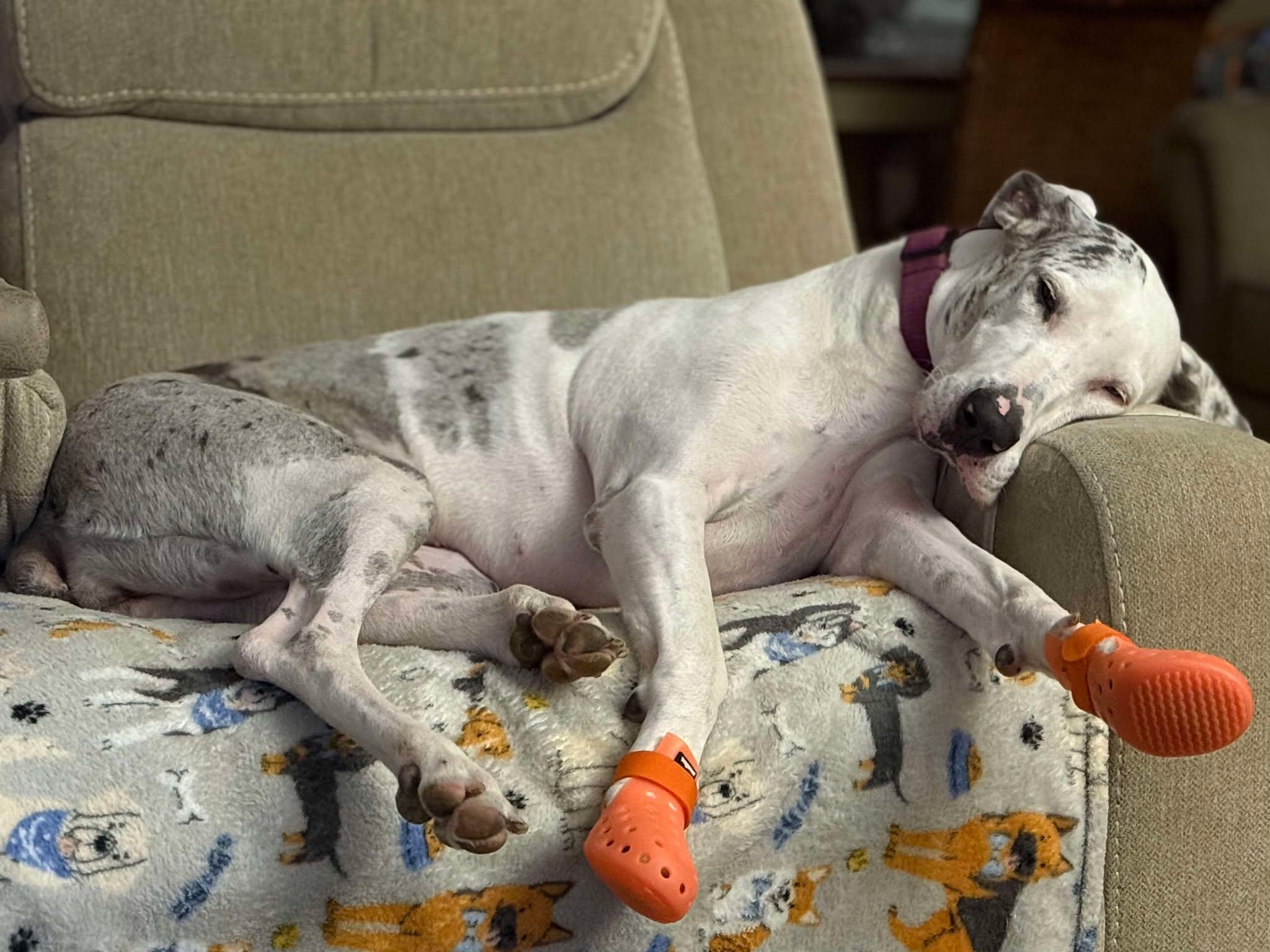 Enlarge Lilly, a Adoptable Great Dane in New York City, NY image 2/6