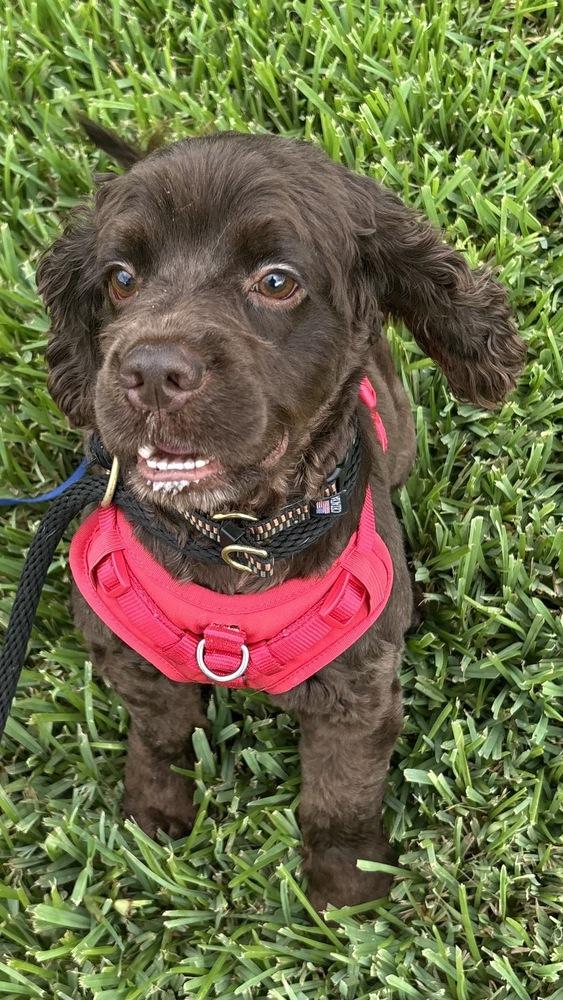 Pudge, Adoptable, Young Male Cocker Spaniel.