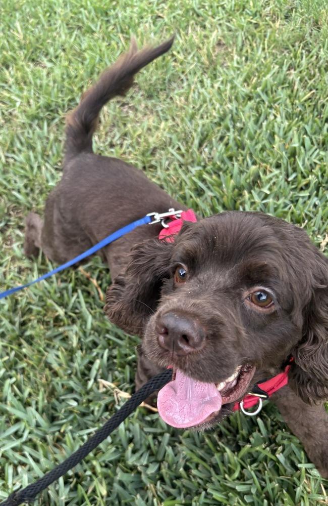Enlarge Pudge, a Adoptable Cocker Spaniel in Jamestown, CA image 2/3