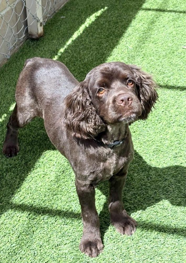 Enlarge Pudge, a Adoptable Cocker Spaniel in Jamestown, CA image 3/3
