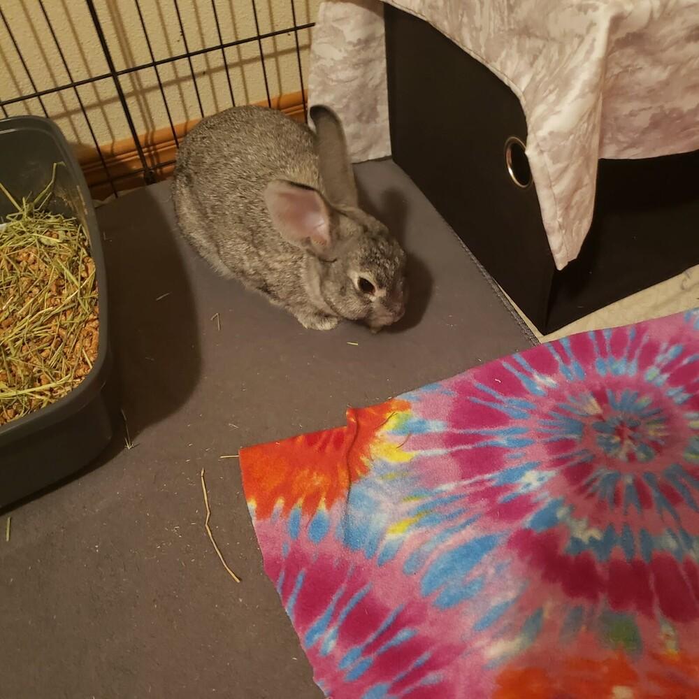 Waffles, Adoptable, Adult Male Chinchilla.