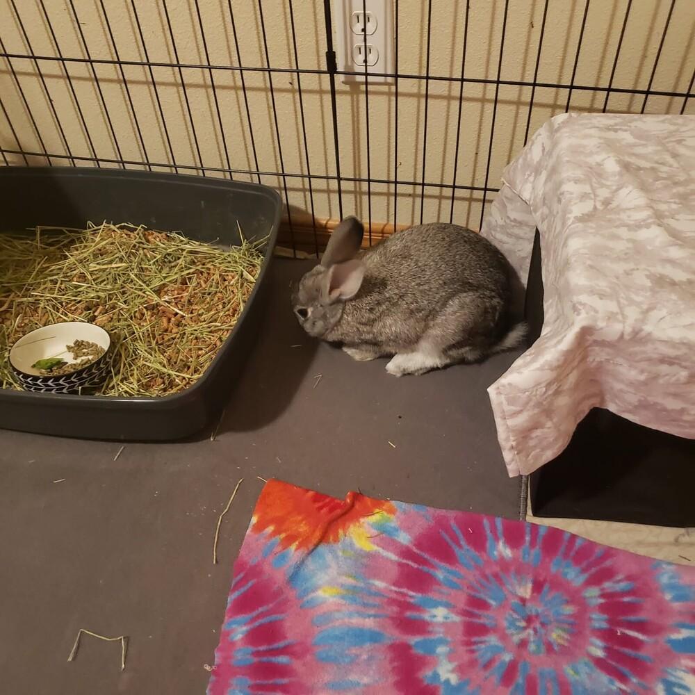 Enlarge Waffles, a Adoptable mixed breed in Pasco, WA image 2/4