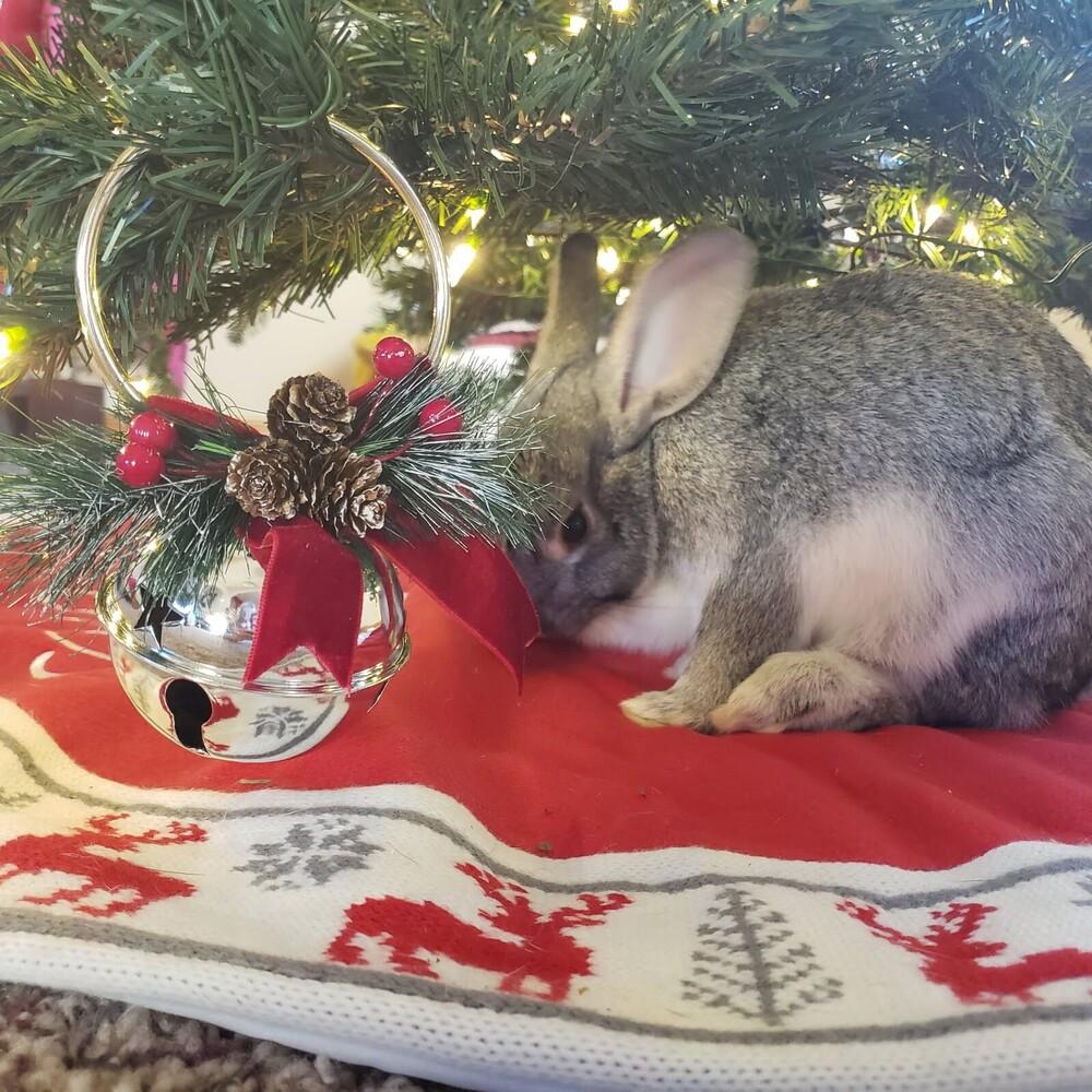 Enlarge Waffles, a Adoptable mixed breed in Pasco, WA image 3/4