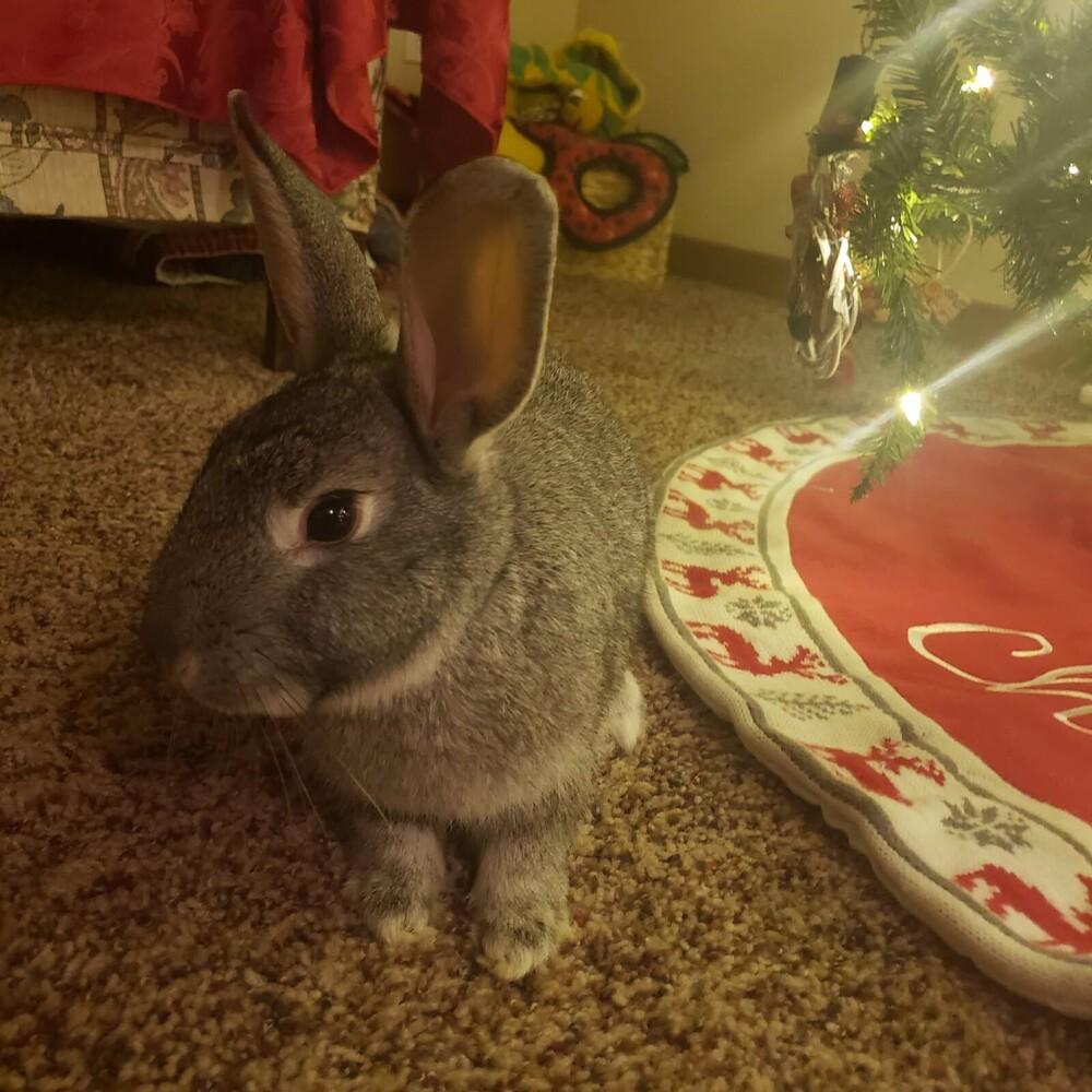 Enlarge Waffles, a Adoptable mixed breed in Pasco, WA image 4/4