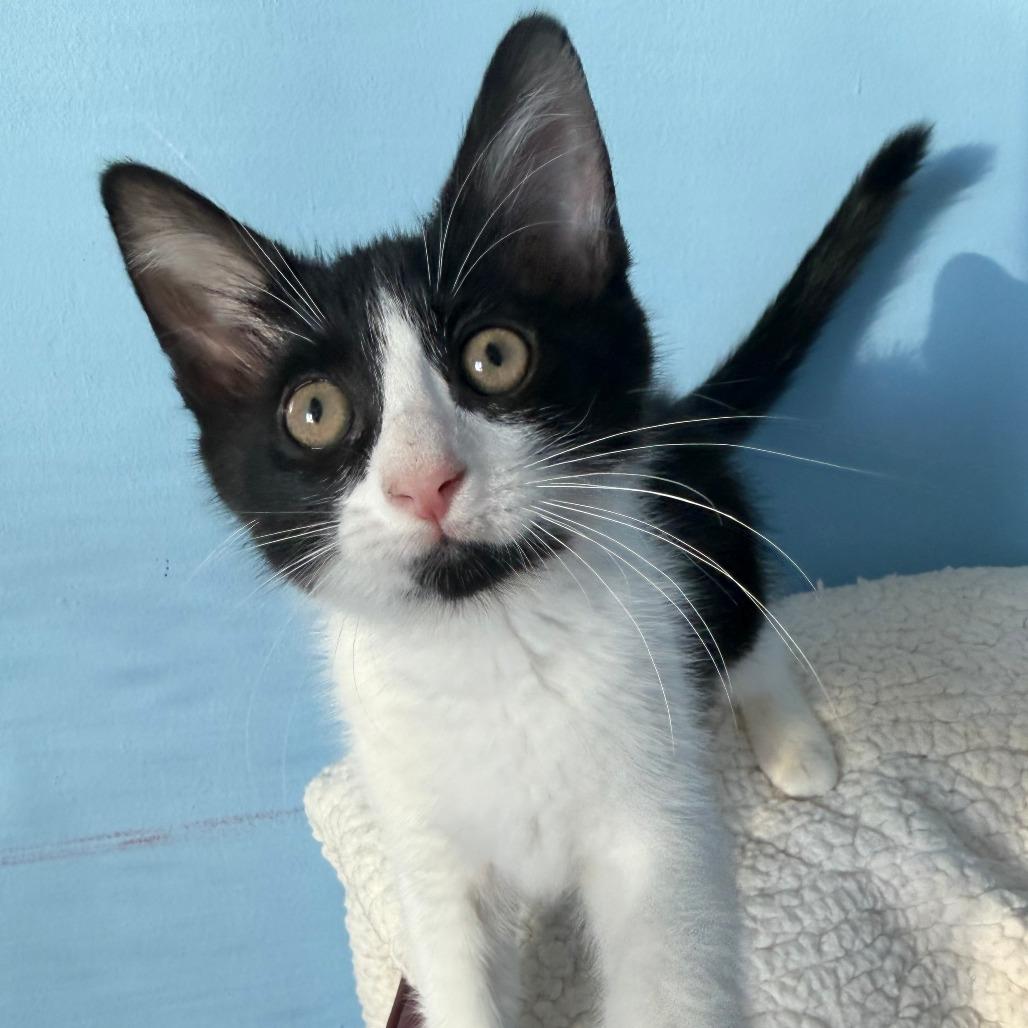 Enlarge Chapter, a Adoptable Domestic Long Hair in Pontiac, IL image 1/4