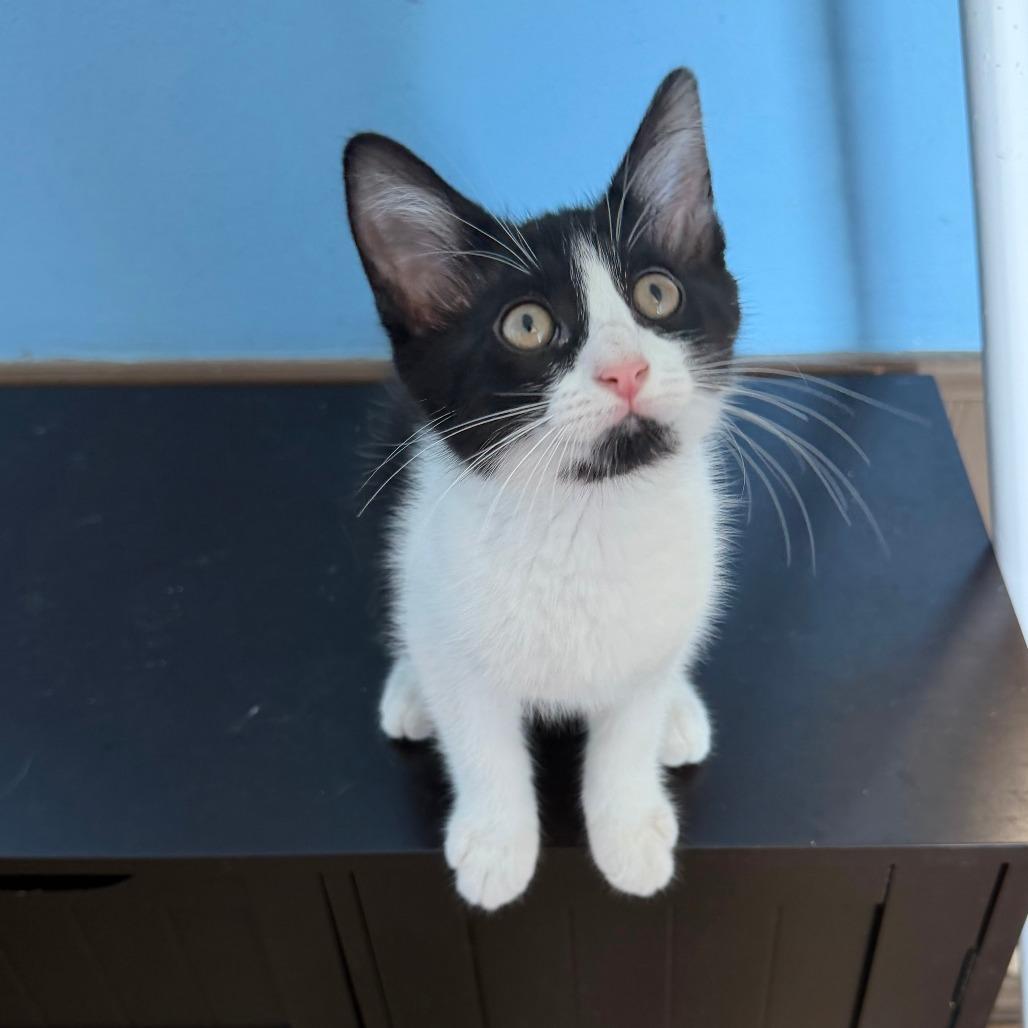 Enlarge Chapter, a Adoptable Domestic Long Hair in Pontiac, IL image 2/4