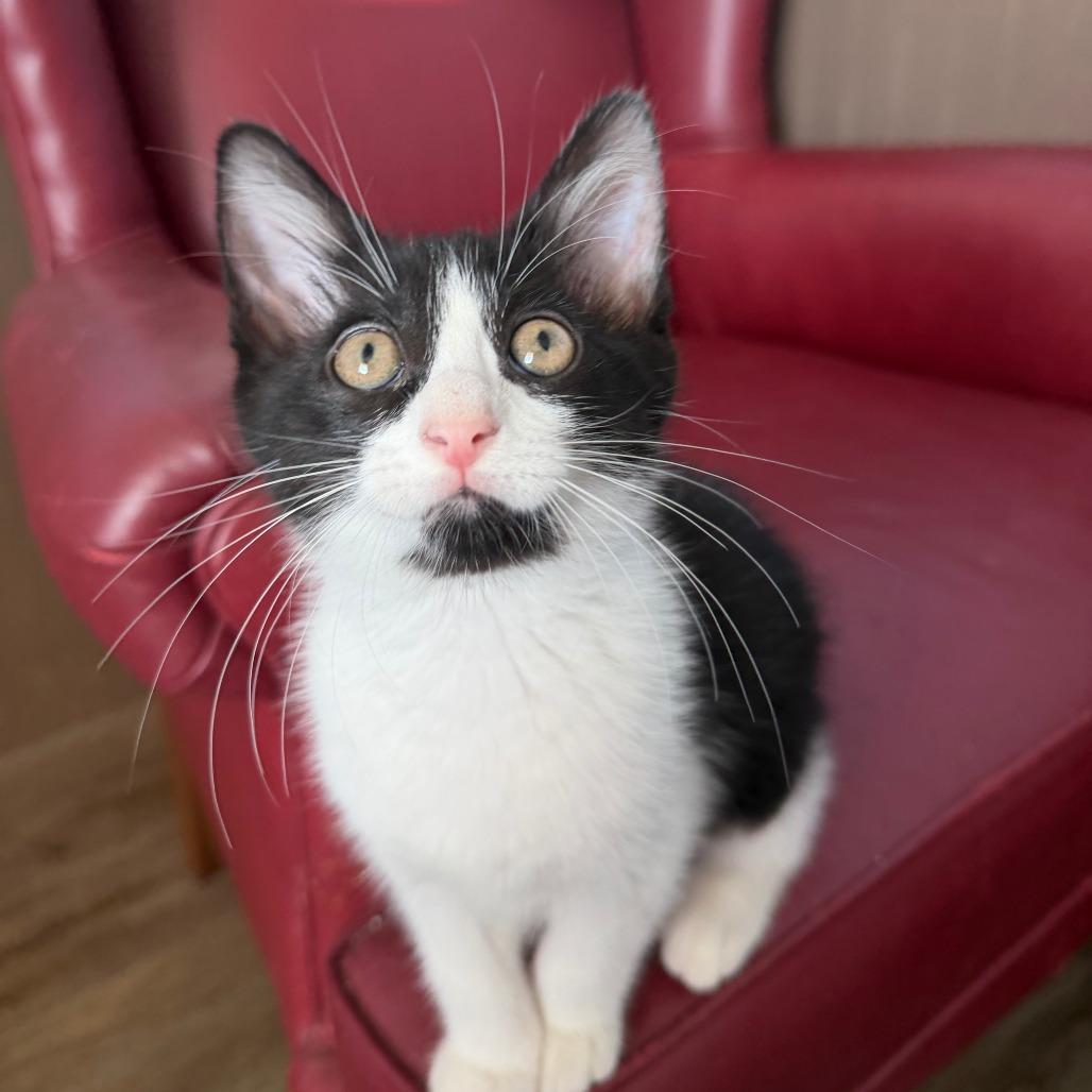 Enlarge Chapter, a Adoptable Domestic Long Hair in Pontiac, IL image 3/4