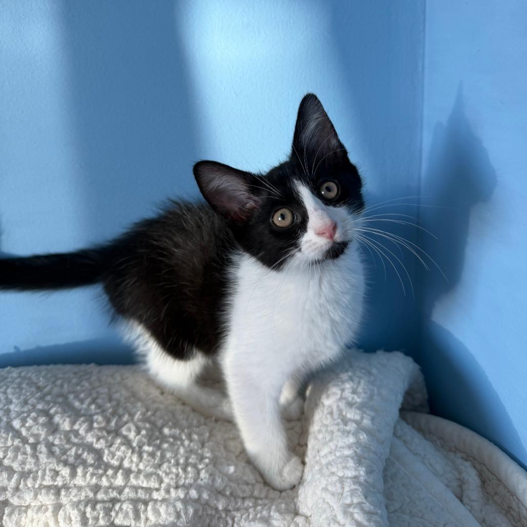 Enlarge Chapter, a Adoptable Domestic Long Hair in Pontiac, IL image 4/4