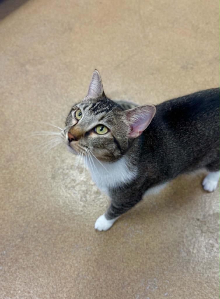 Art, Adoptable, Adult Male Domestic Short Hair.