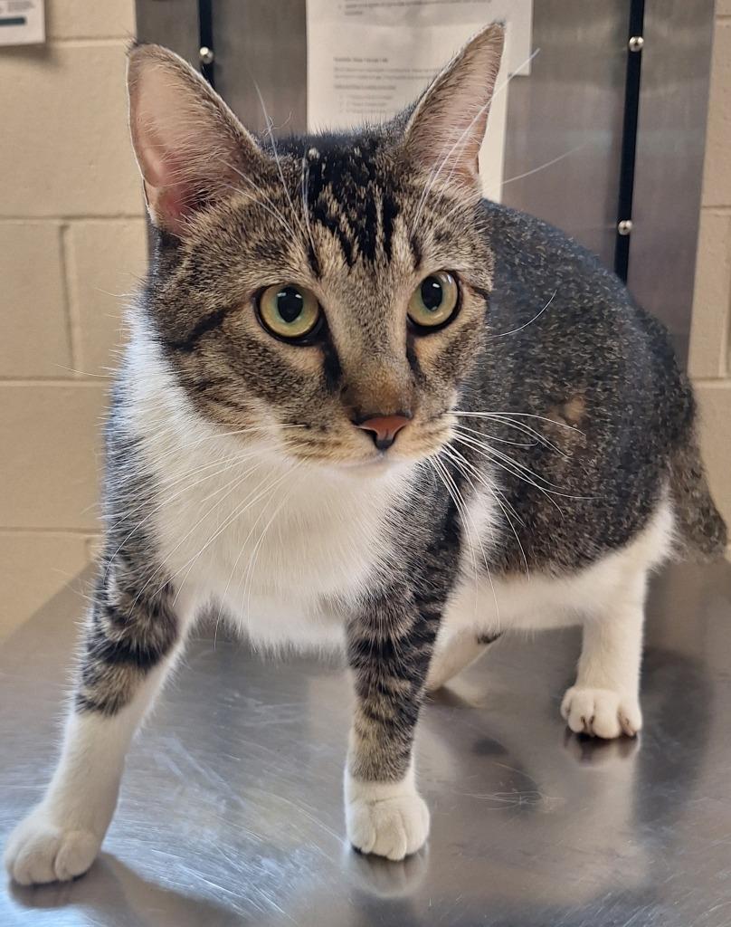 Enlarge Art, a Adoptable mixed breed in Grand Forks, ND image 2/2