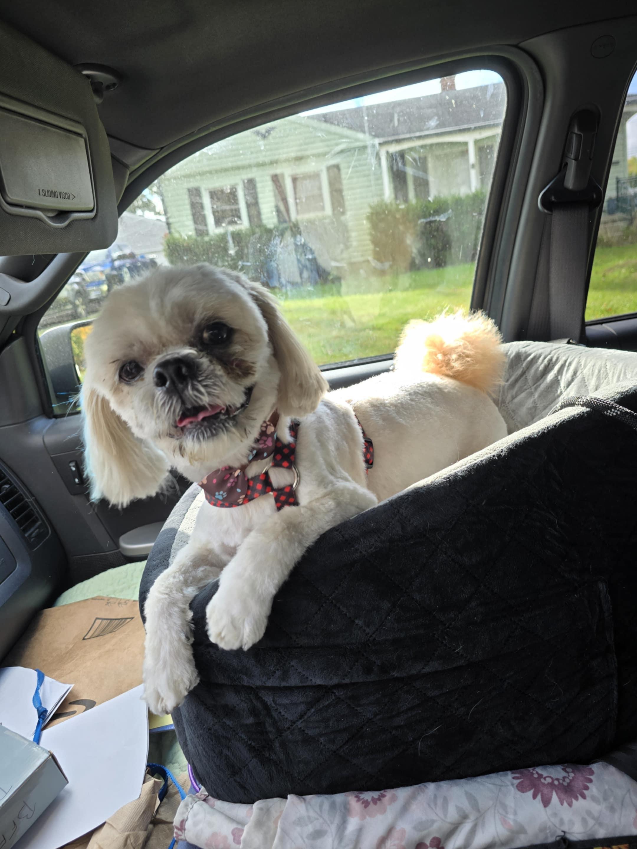 Wylie , ADOPTABLE, Adult Male Shih Tzu.