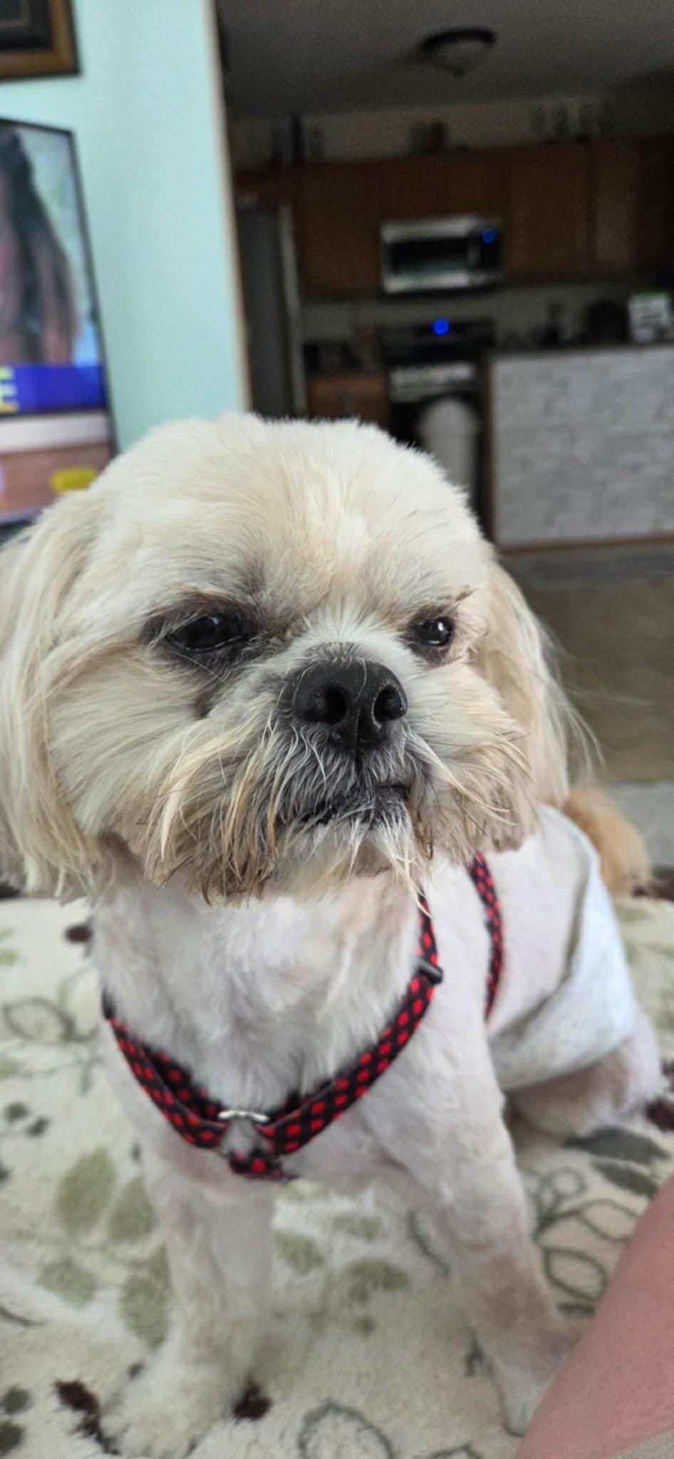 Wylie , a ADOPTABLE Shih Tzu in Maumee, OH image 2/3