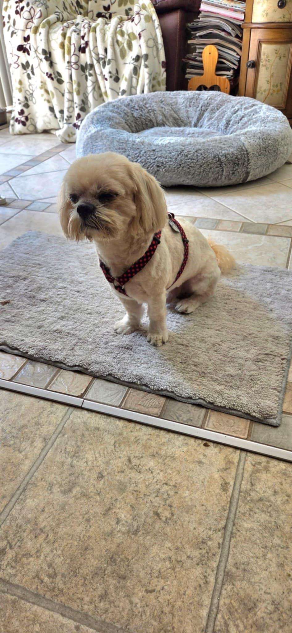 Wylie , a ADOPTABLE Shih Tzu in Maumee, OH image 3/3