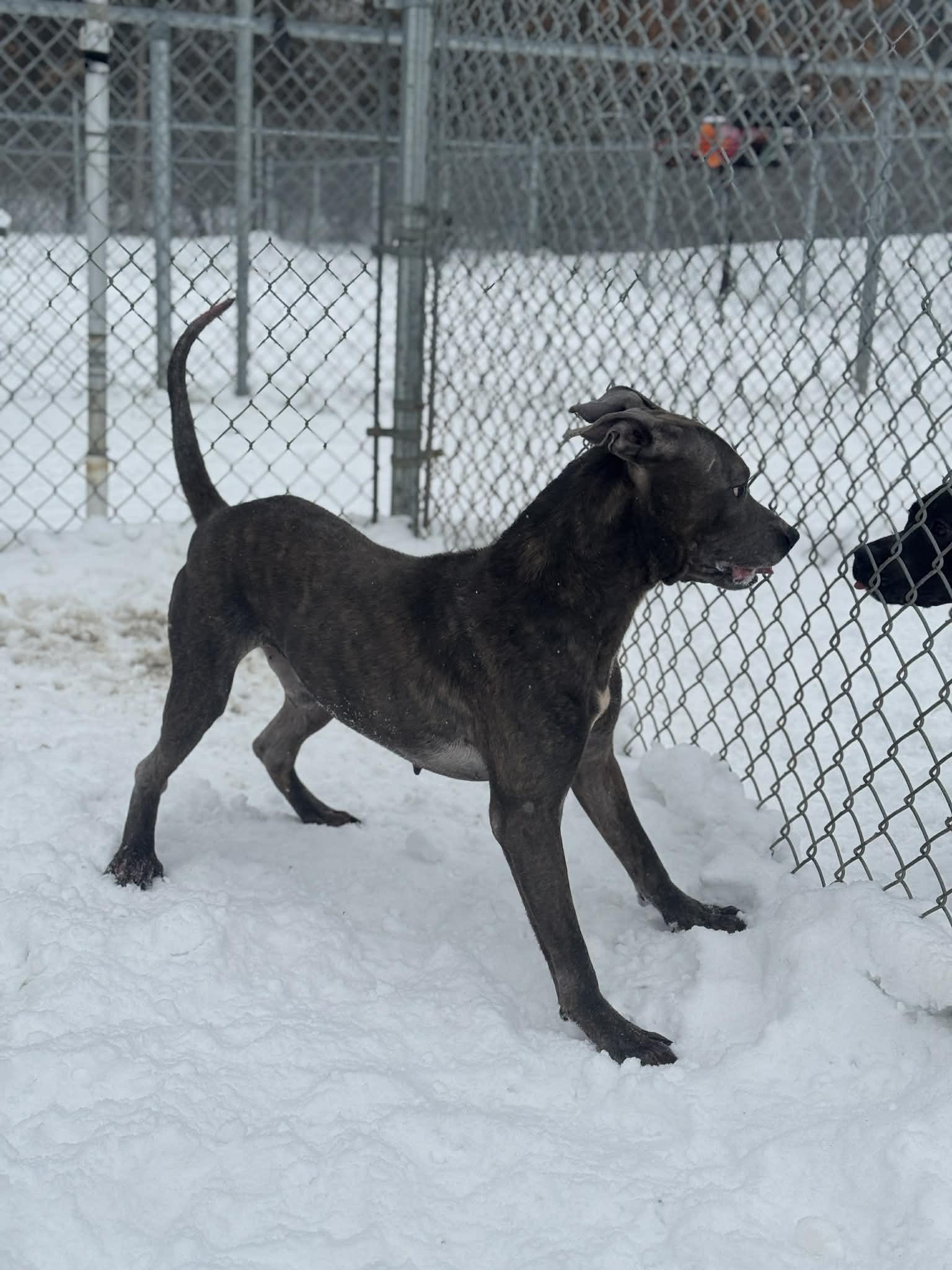 Enlarge Billy Blue, a ADOPTABLE Mixed Breed in Benton Harbor, MI image 5/6