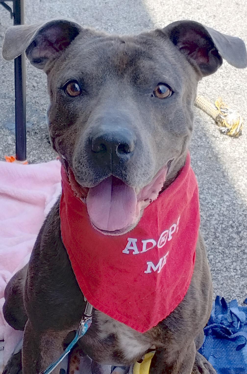 Billy Blue, a ADOPTABLE Mixed Breed in Benton Harbor, MI image 3/6