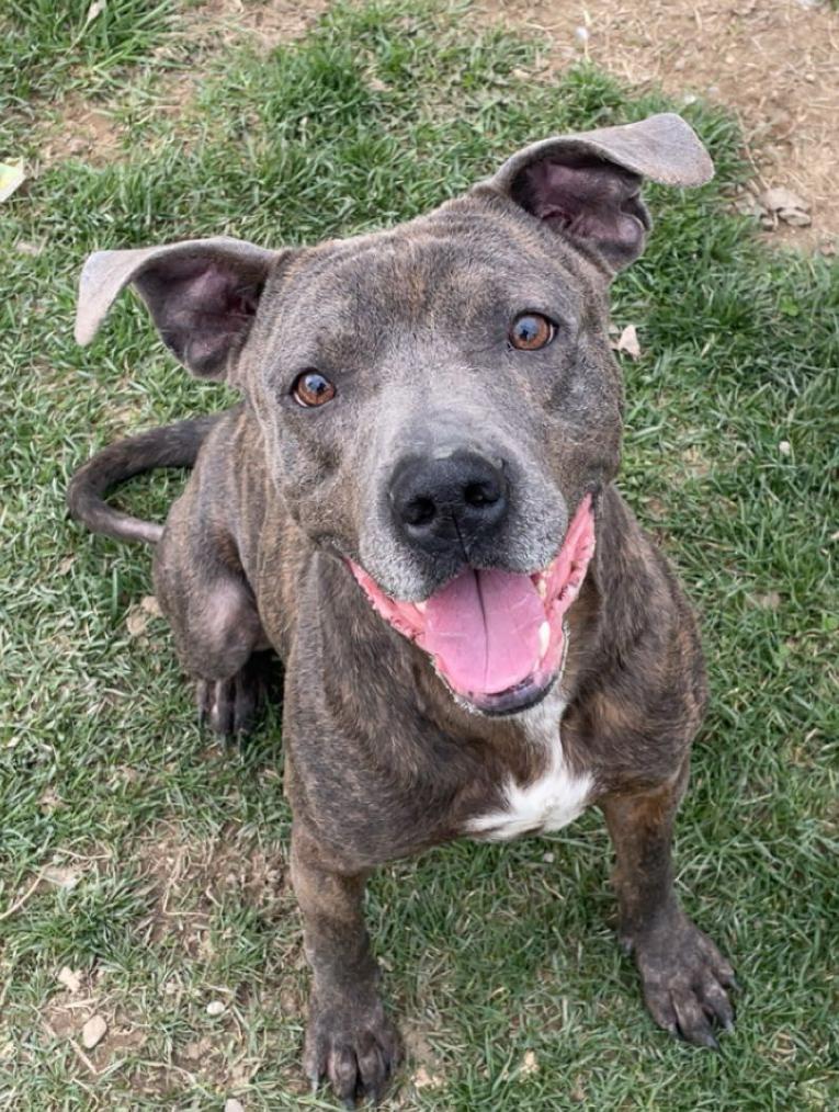 Billy Blue, ADOPTABLE, Adult Male Mixed Breed.