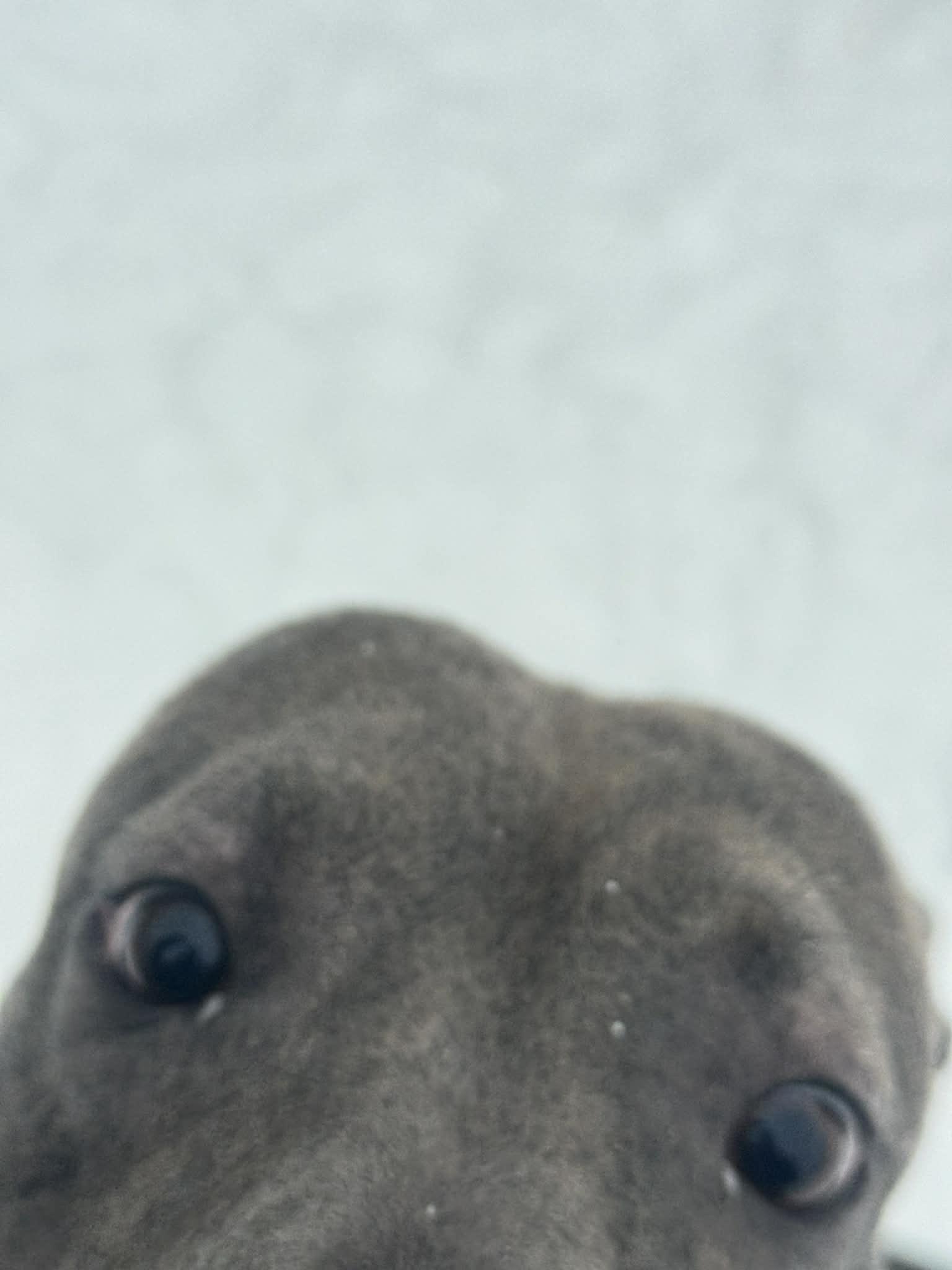 Billy Blue — thumbnail 2