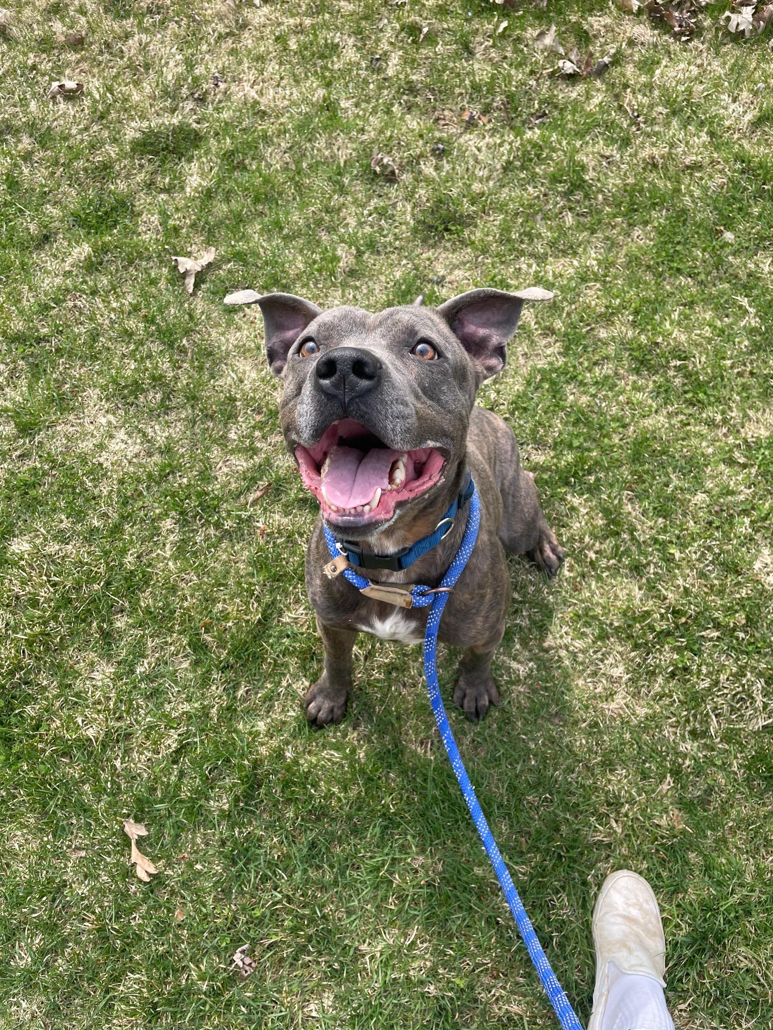 Enlarge Billy Blue, a ADOPTABLE Mixed Breed in Benton Harbor, MI image 1/6