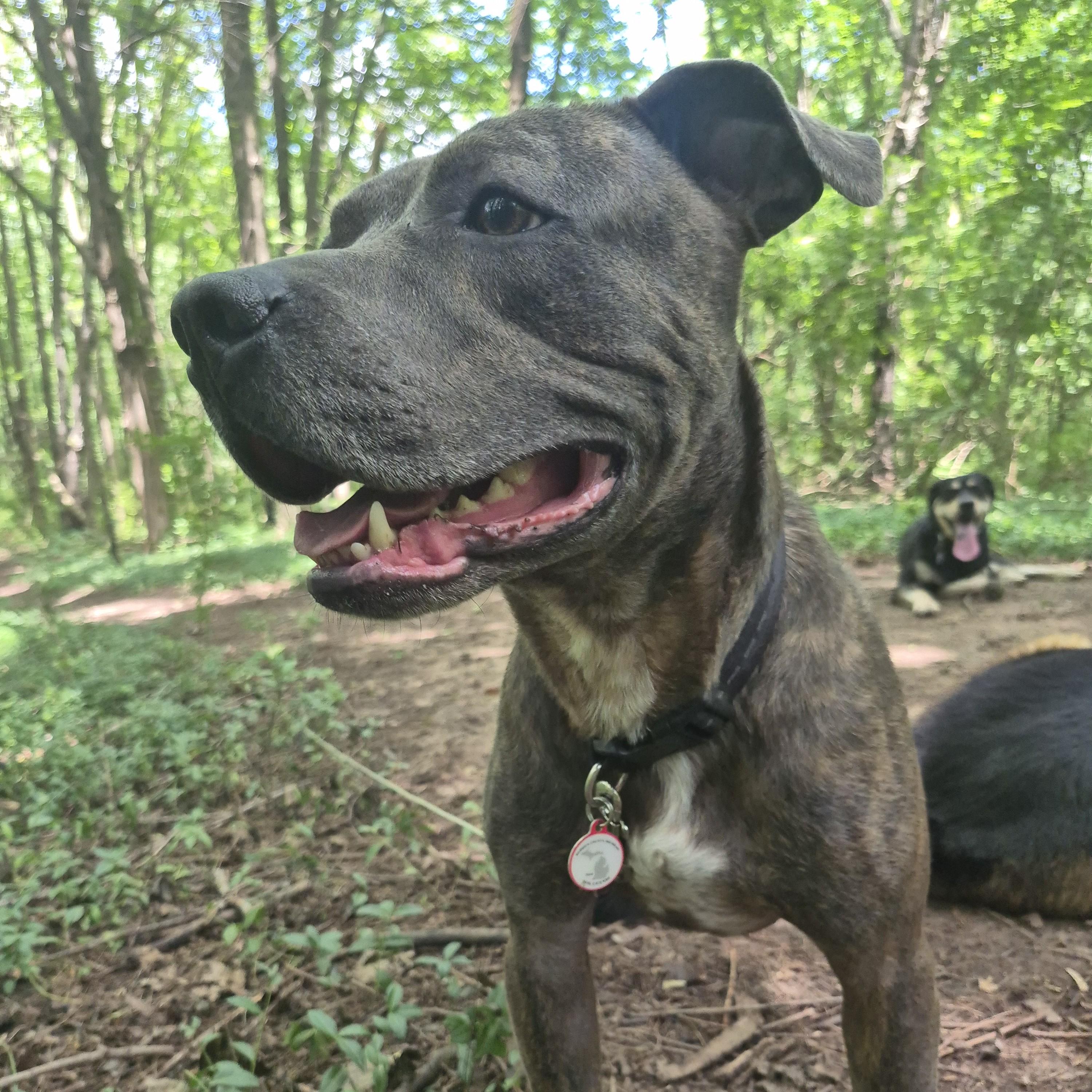 Billy Blue, ADOPTABLE, Adult Male Mixed Breed.