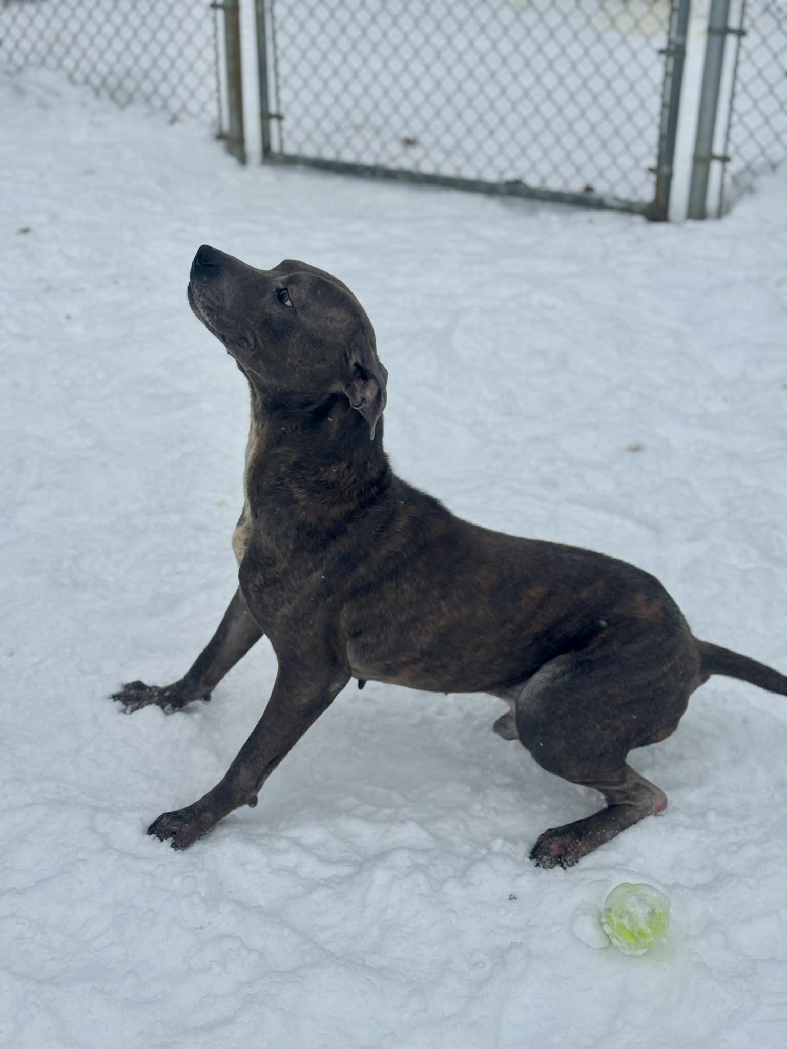Enlarge Billy Blue, a ADOPTABLE Mixed Breed in Benton Harbor, MI image 6/6