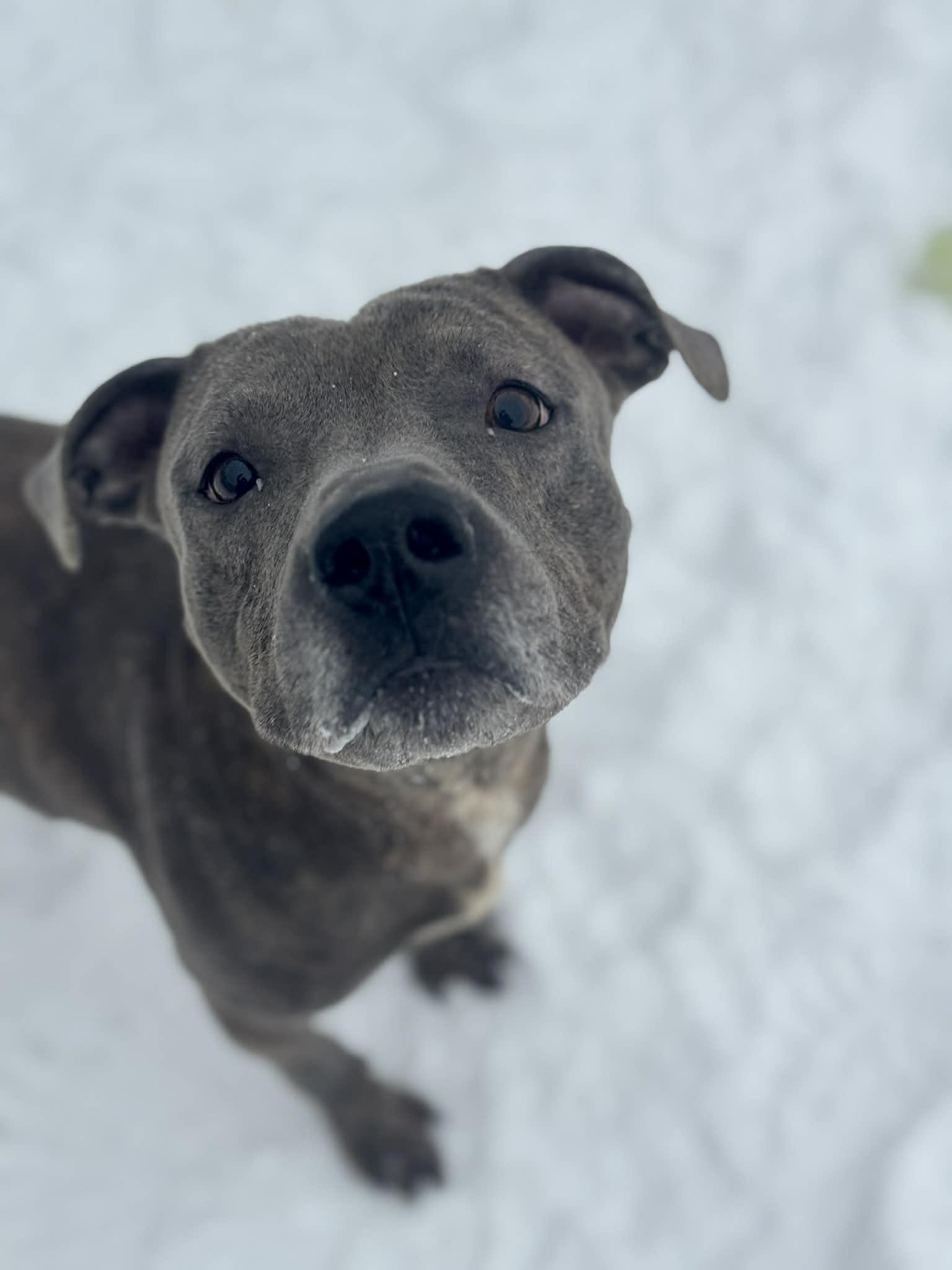 Enlarge Billy Blue, a ADOPTABLE Mixed Breed in Benton Harbor, MI image 2/6