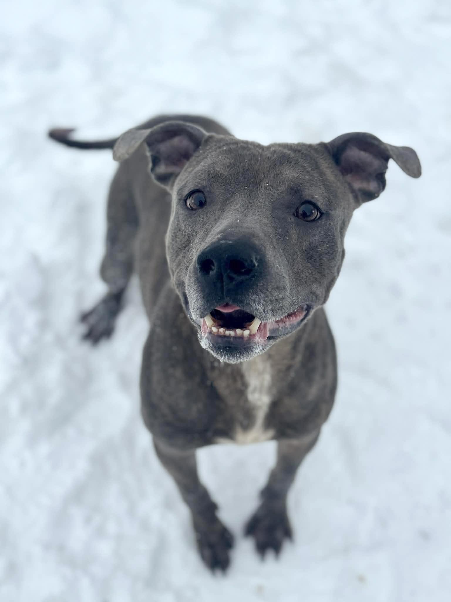 Enlarge Billy Blue, a ADOPTABLE Mixed Breed in Benton Harbor, MI image 1/6