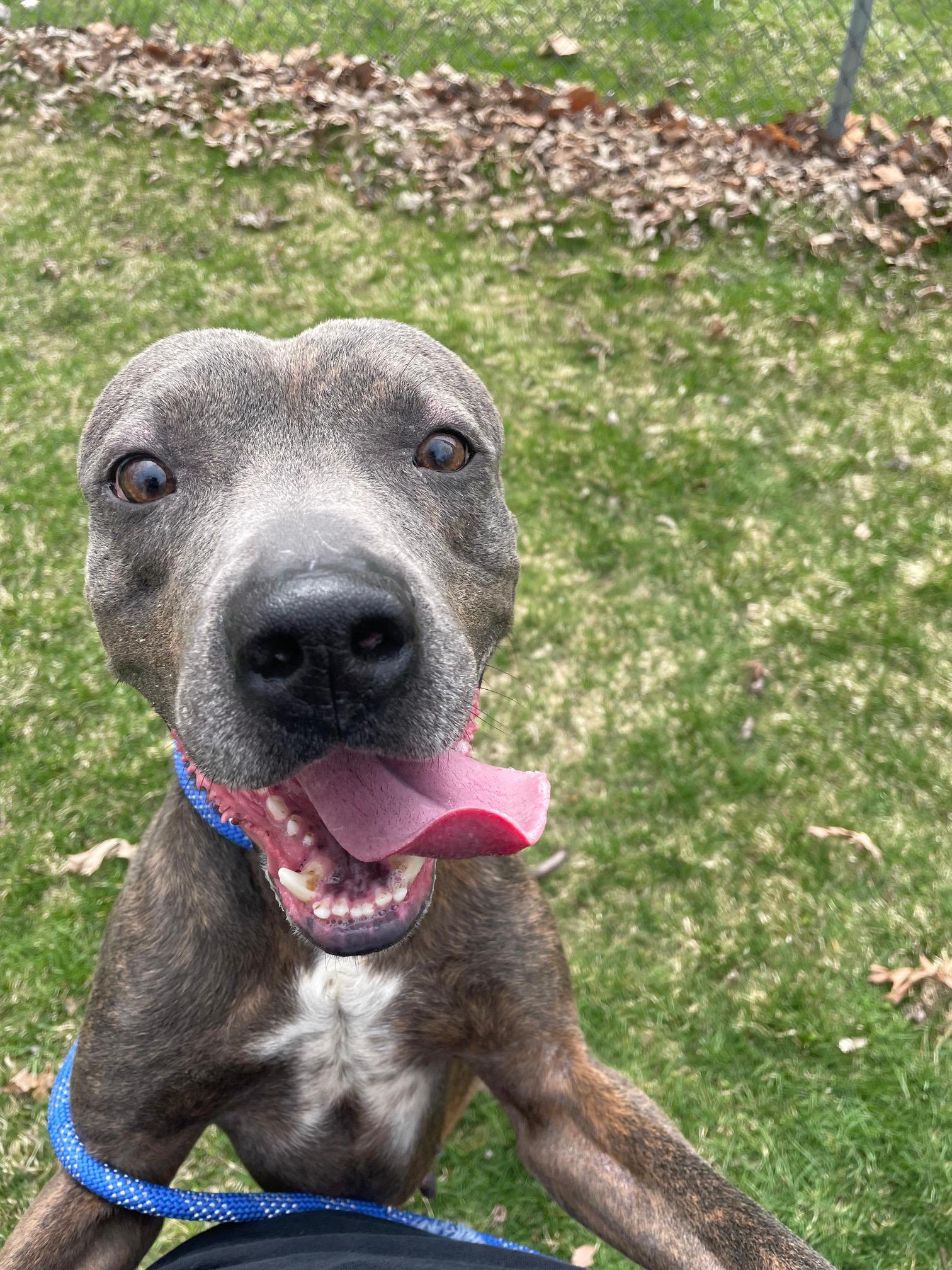 Enlarge Billy Blue, a ADOPTABLE Mixed Breed in Benton Harbor, MI image 2/6