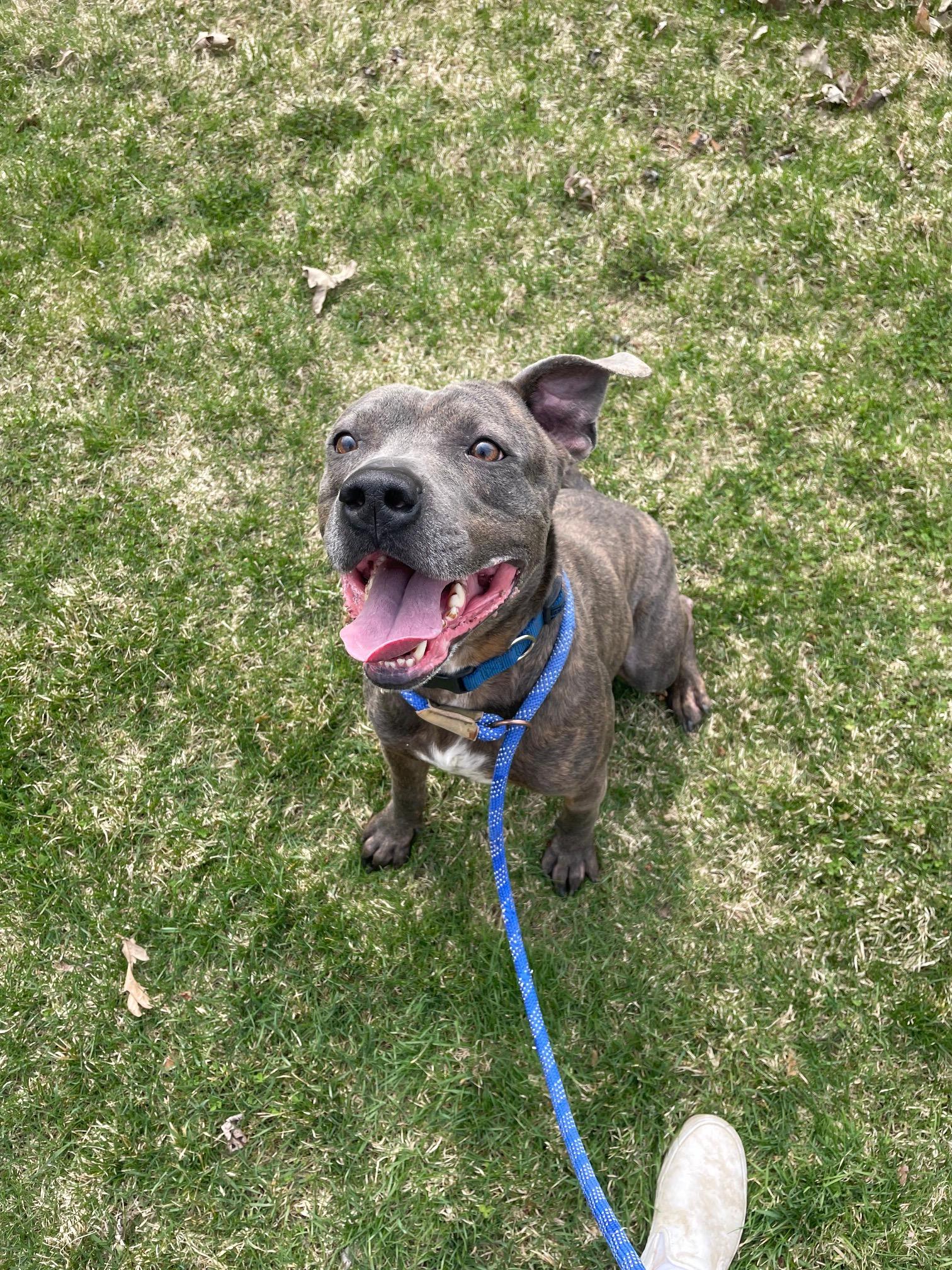 Enlarge Billy Blue, a ADOPTABLE Mixed Breed in Benton Harbor, MI image 3/6