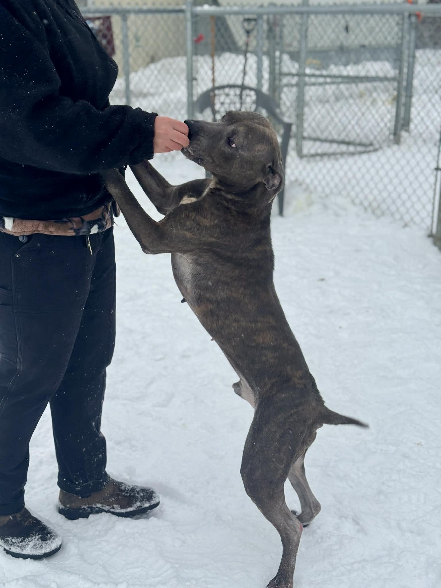 Enlarge Billy Blue, a ADOPTABLE Mixed Breed in Benton Harbor, MI image 4/6