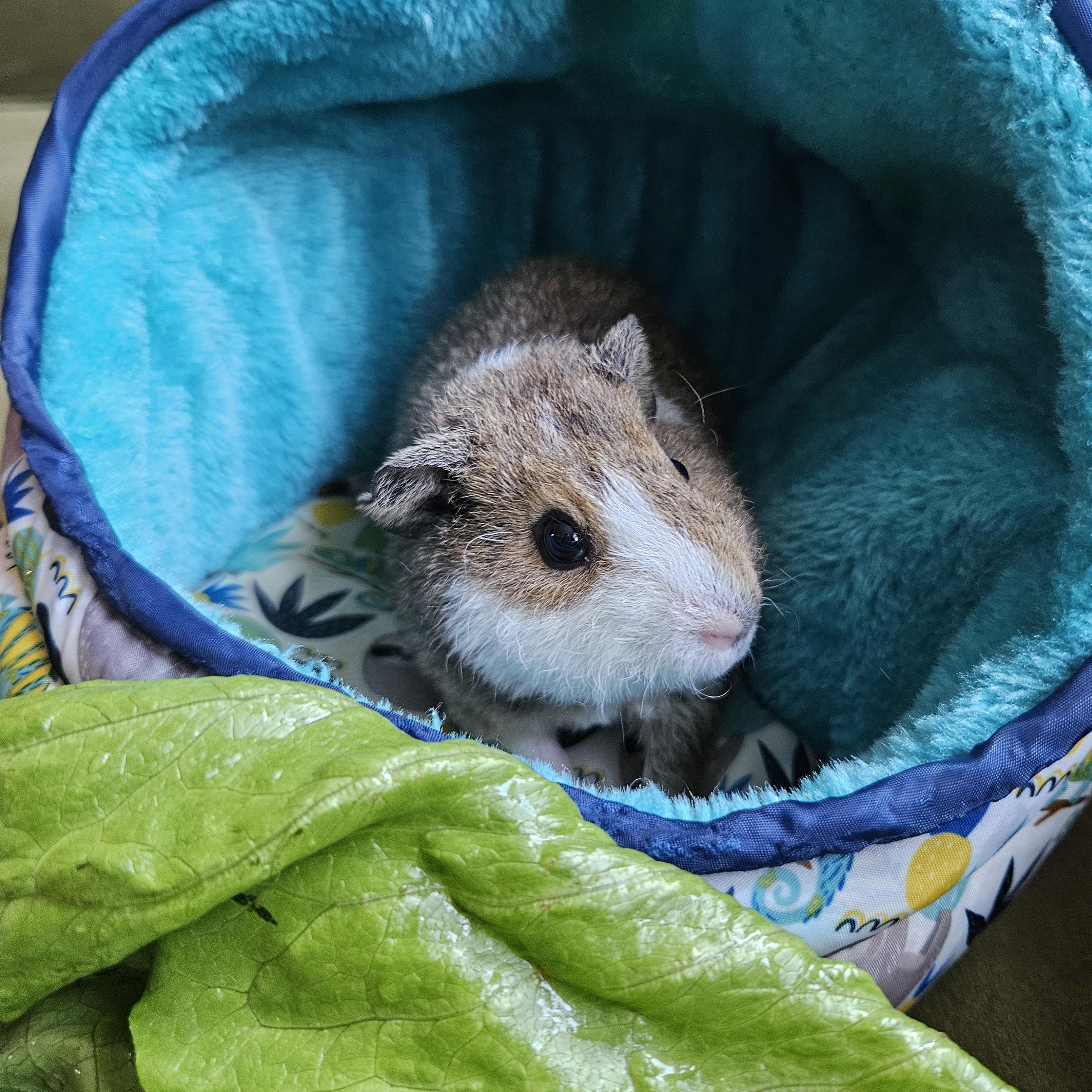 Enlarge Beaker, a ADOPTABLE Guinea Pig in Medfield, MA image 2/6
