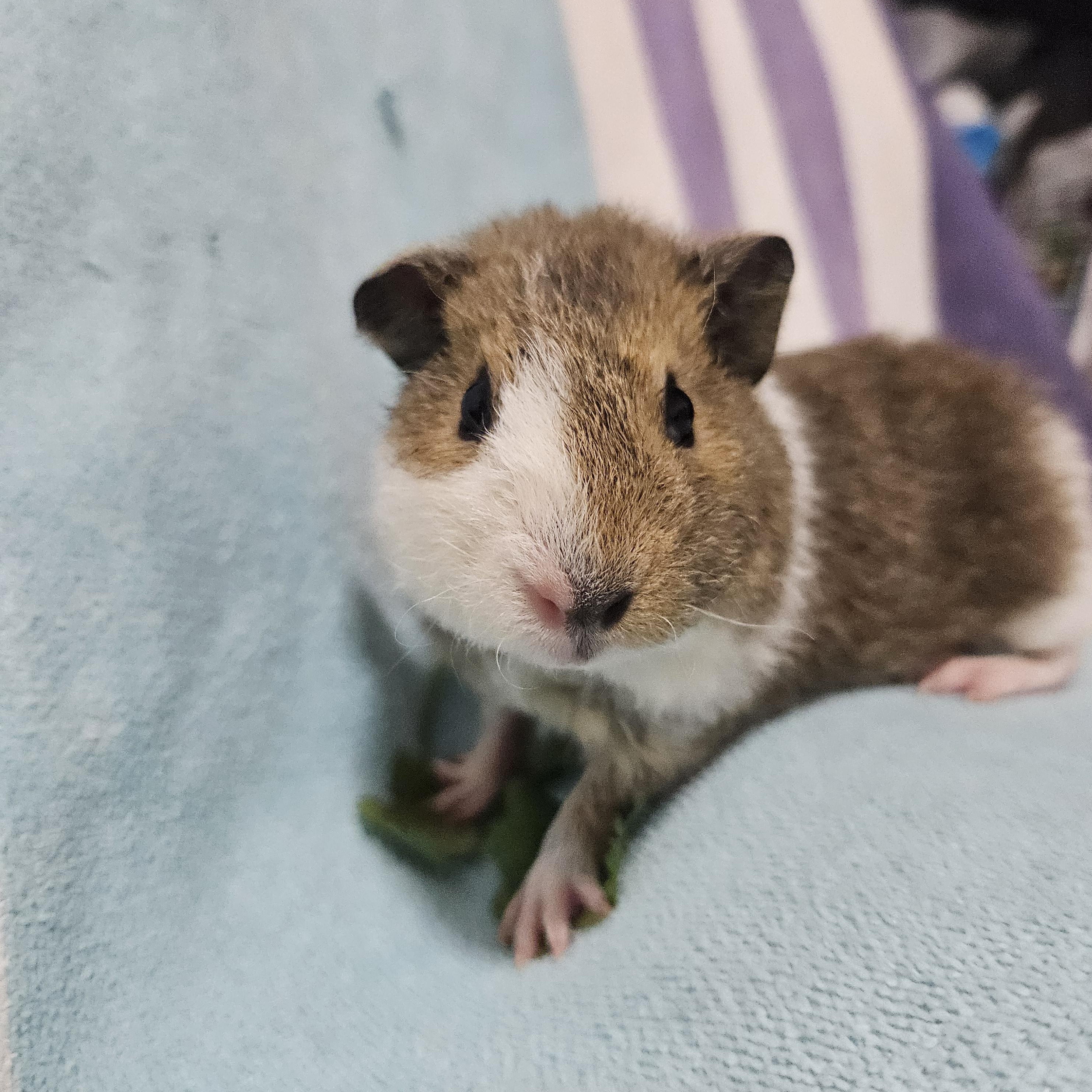 Enlarge Beaker, a ADOPTABLE Guinea Pig in Medfield, MA image 1/6