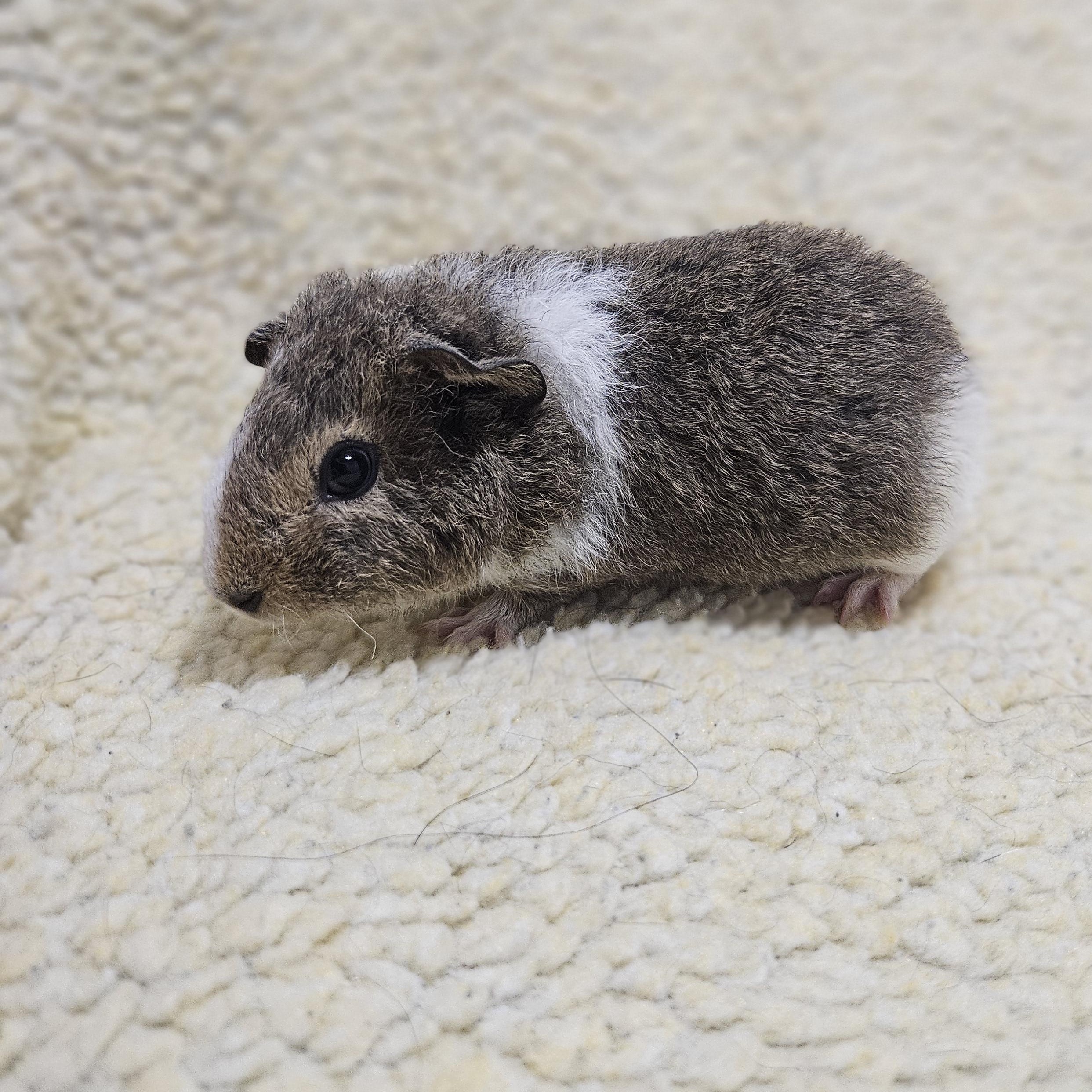 Enlarge Beaker, a ADOPTABLE Guinea Pig in Medfield, MA image 6/6