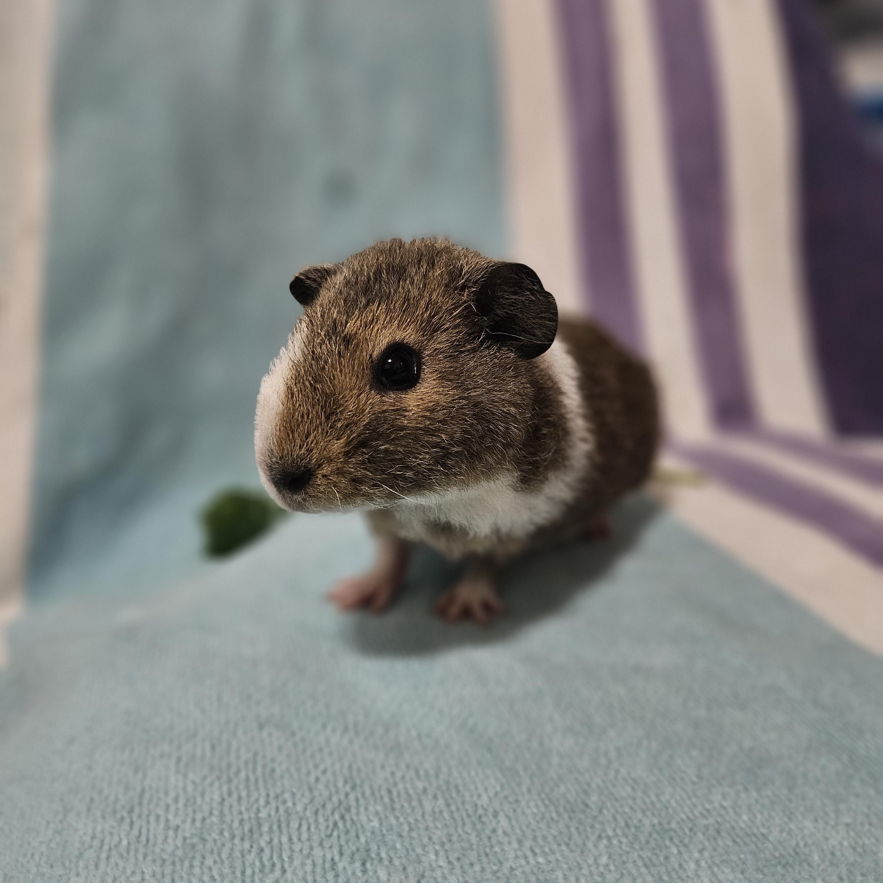 Enlarge Beaker, a ADOPTABLE Guinea Pig in Medfield, MA image 5/6